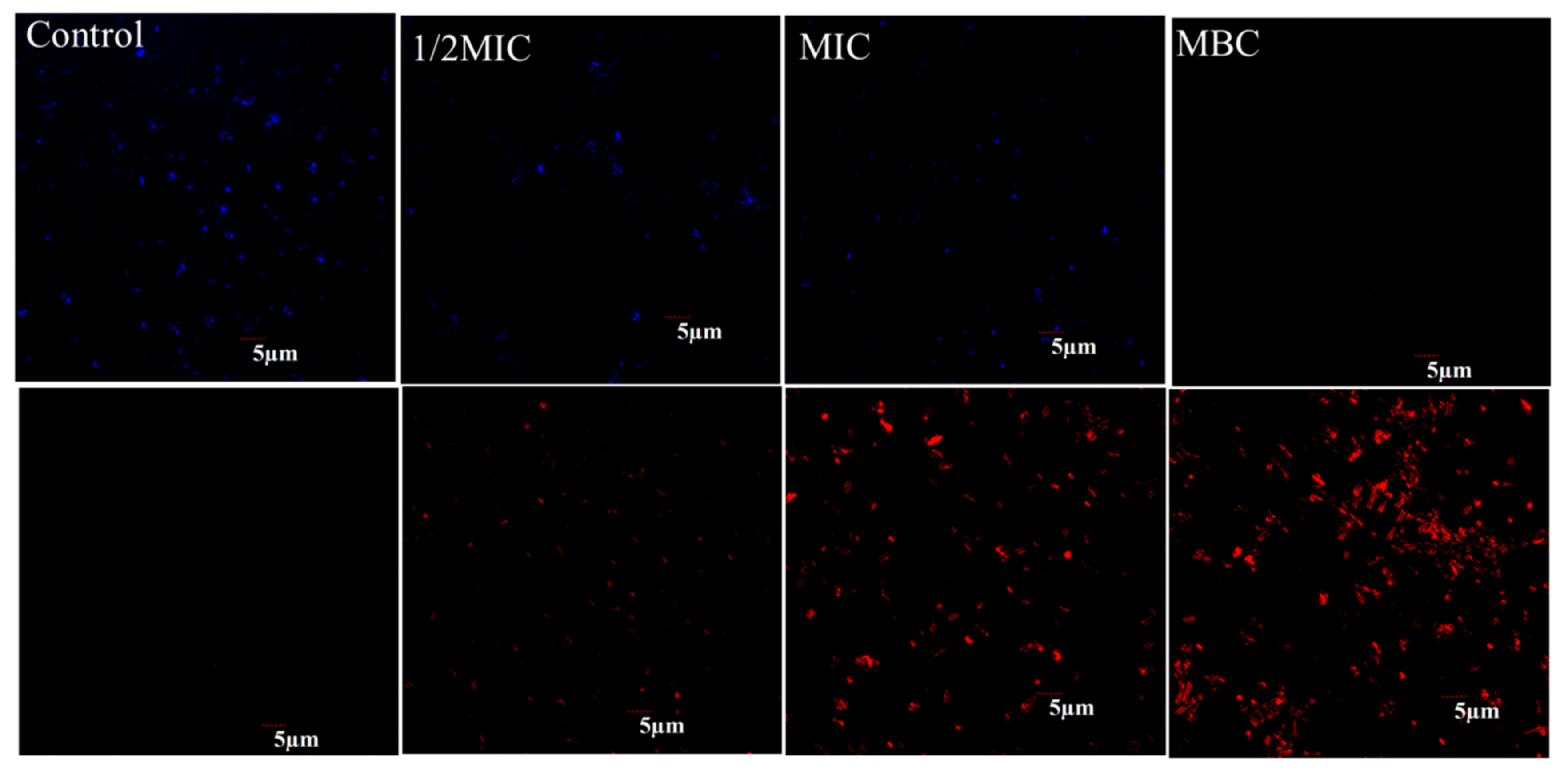 Molecules 26 07580 g002 550