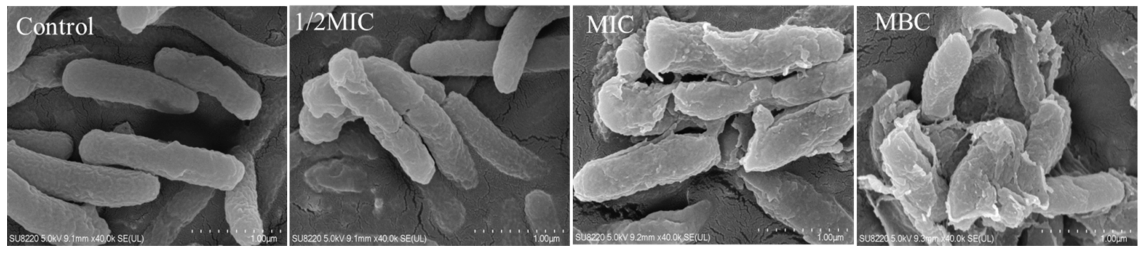 Molecules 26 07580 g003 550
