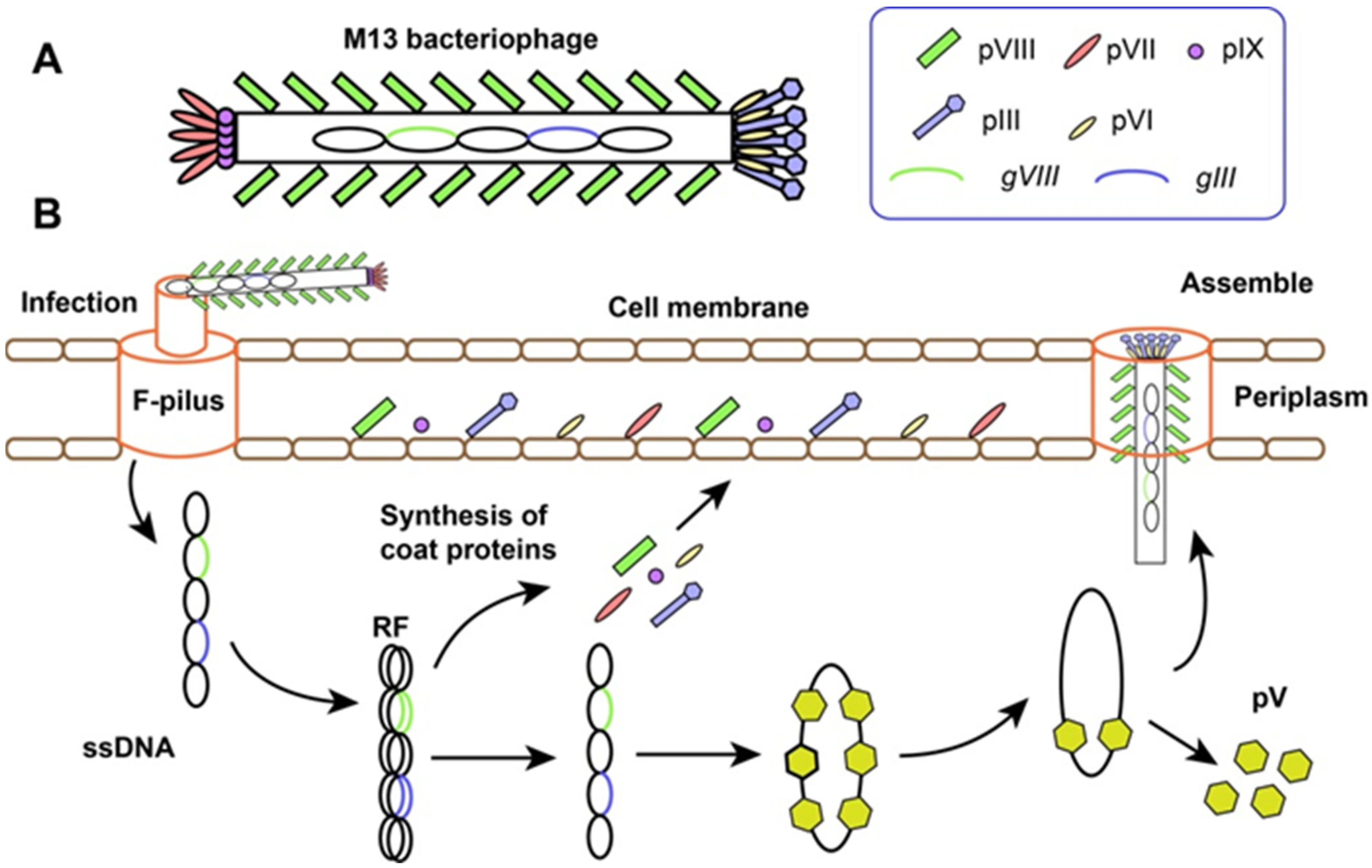 Molecules 26 07652 g001