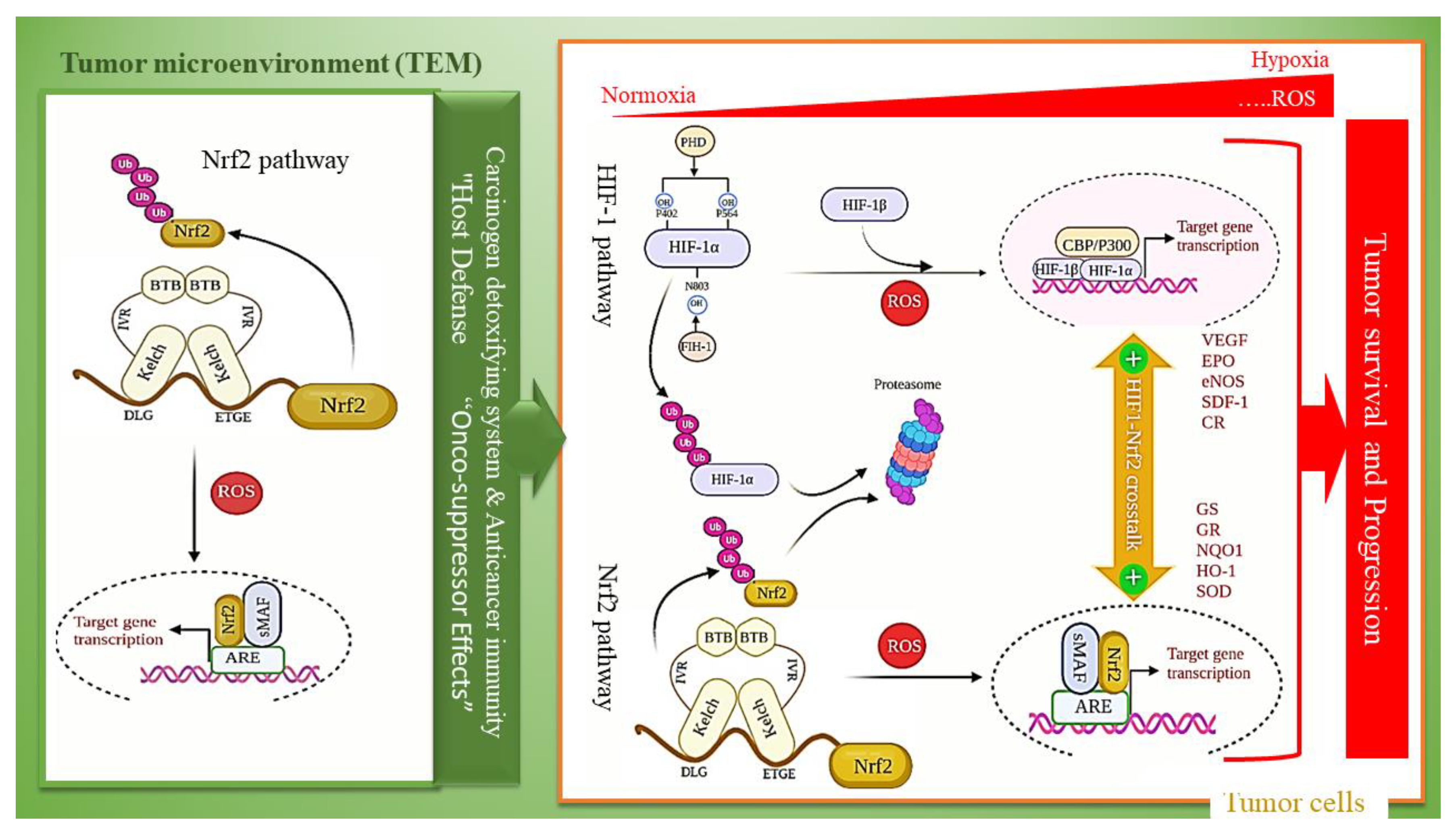 Molecules 26 07658 g004 Molecules 26 07658 g004