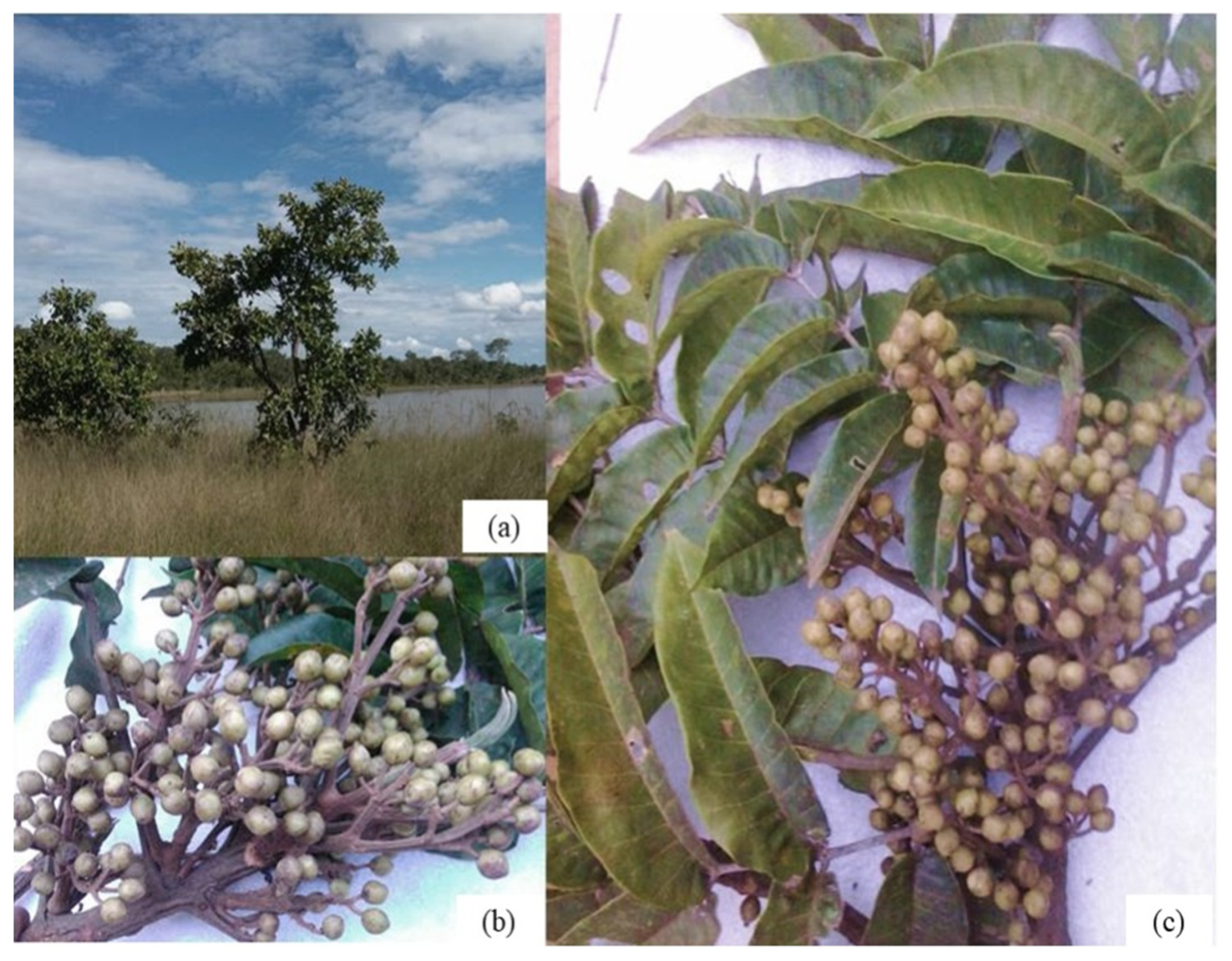 Molecules 26 07661 g001