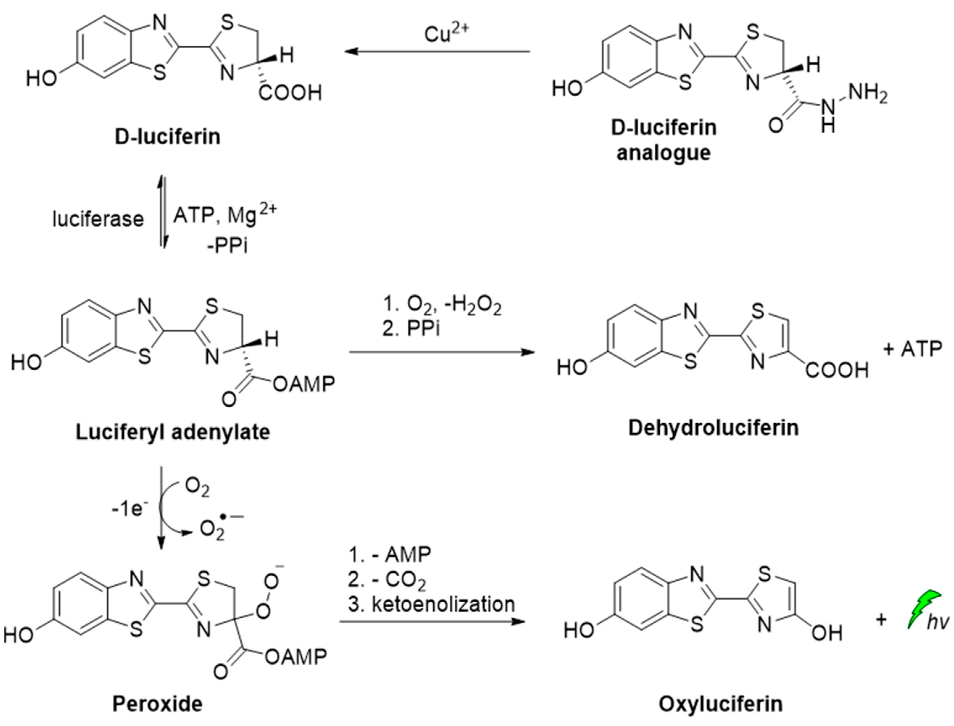 Molecules 26 07664 sch003