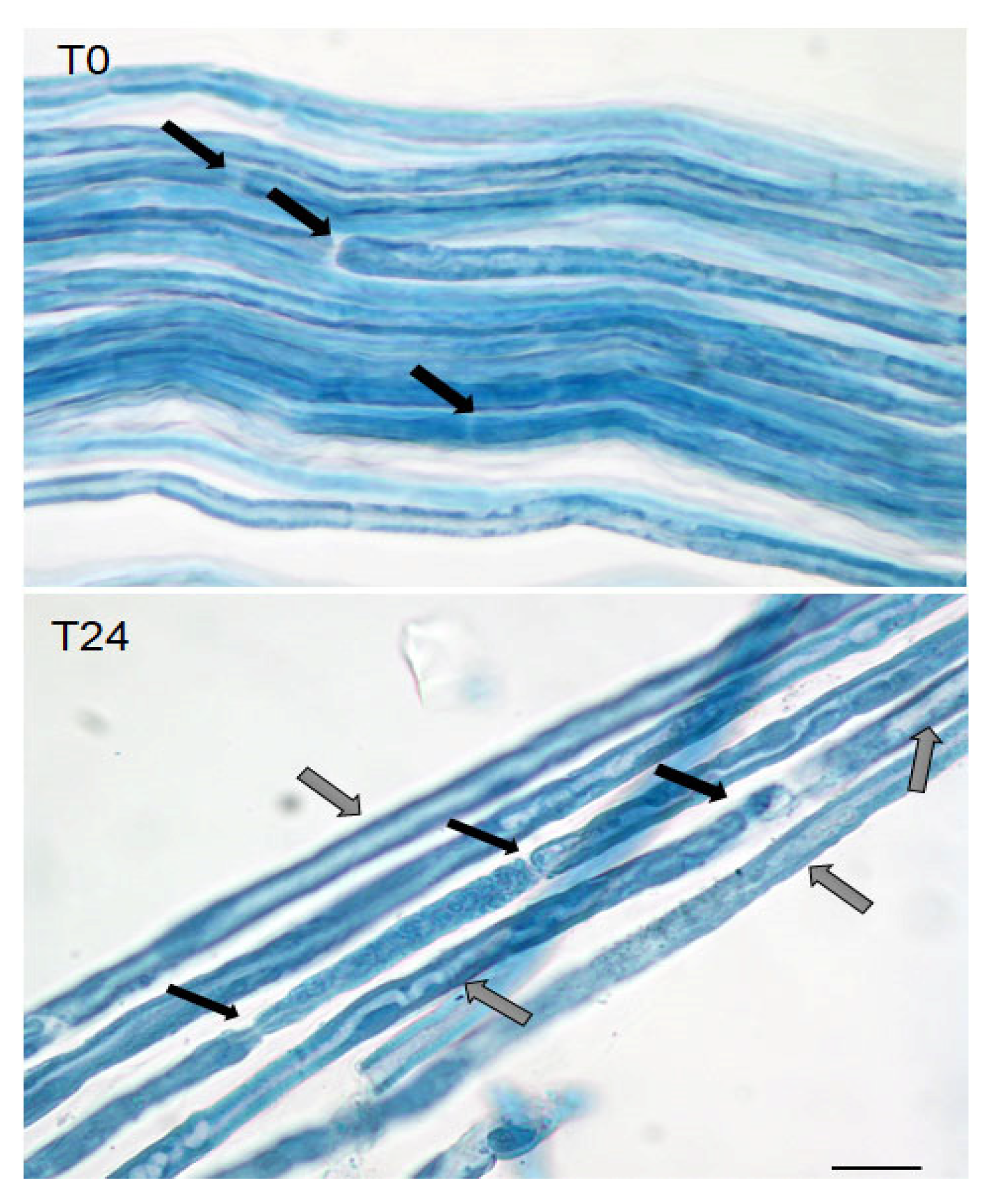 Molecules 26 07668 g001 550