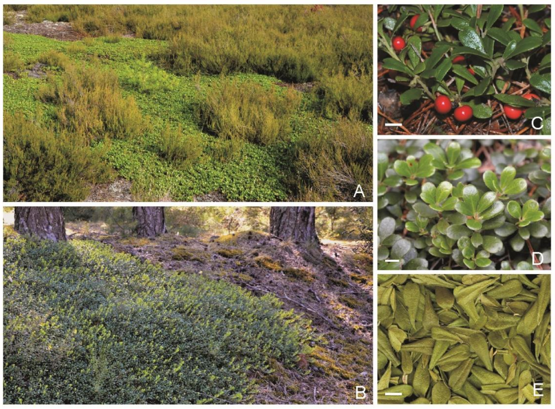 Molecules 26 07692 g001