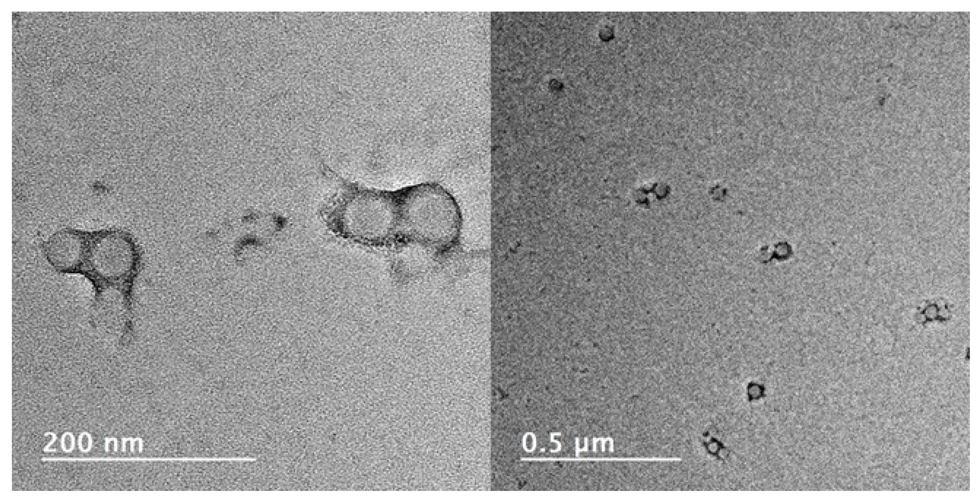 Molecules 26 07703 g003 550