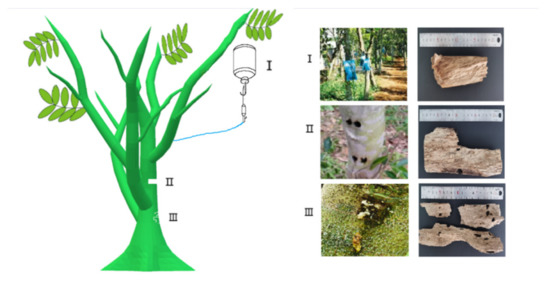 Бланк п-1 сх
