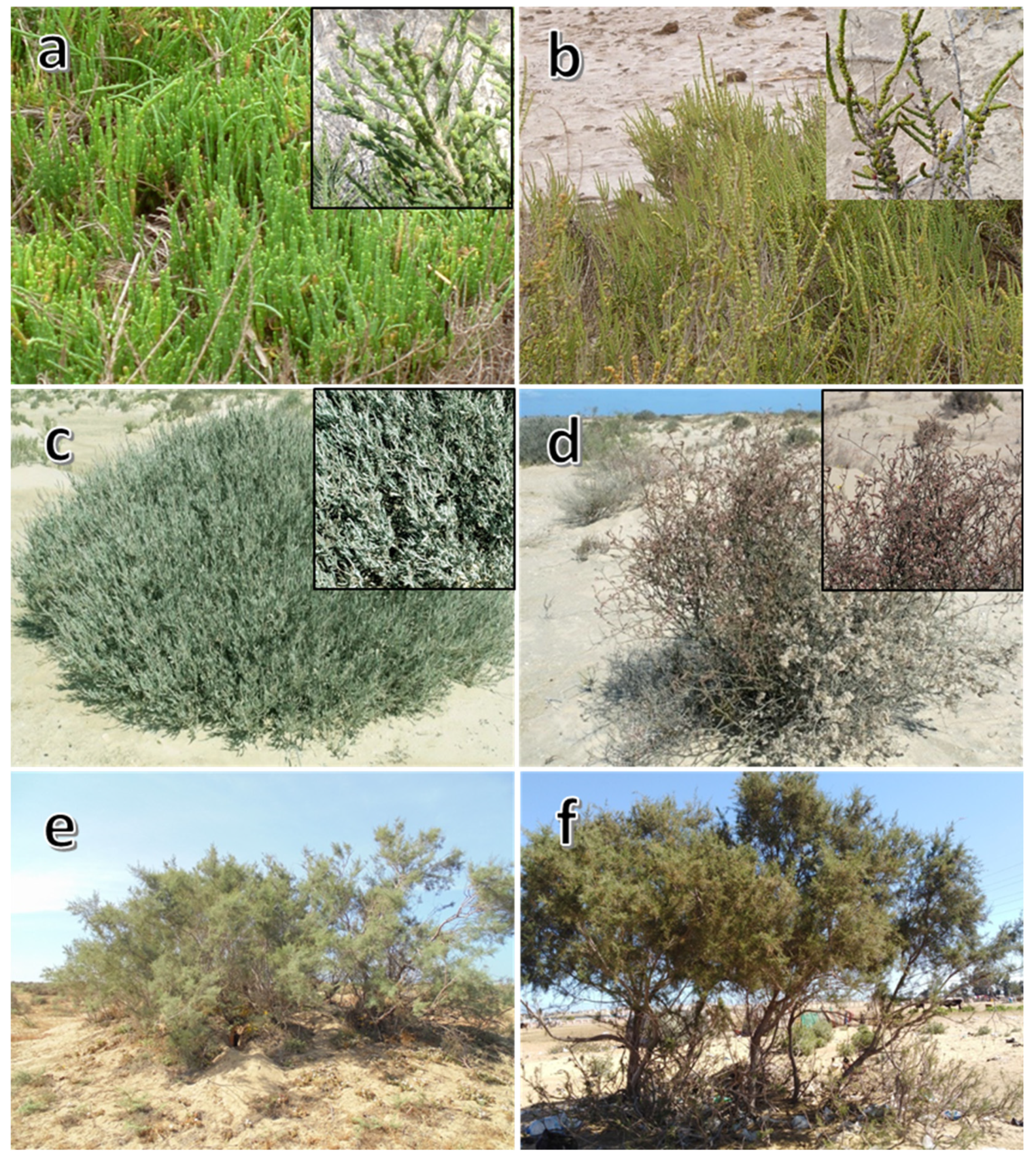 Molecules 27 00028 g001