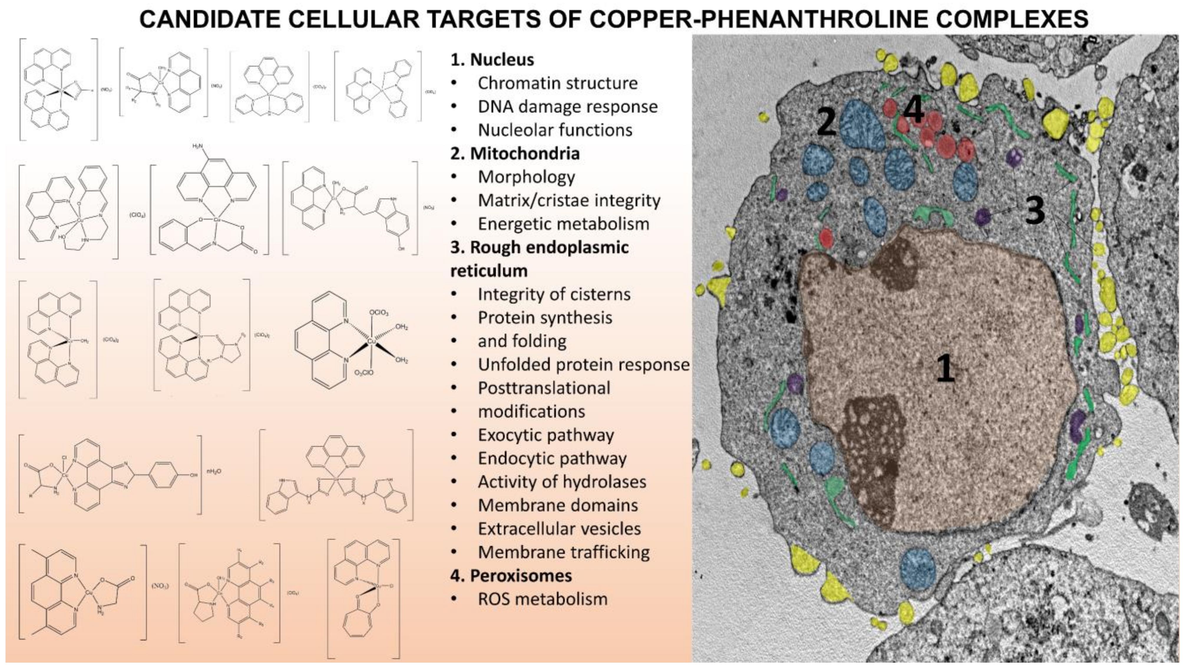 Molecules 27 00049 g029