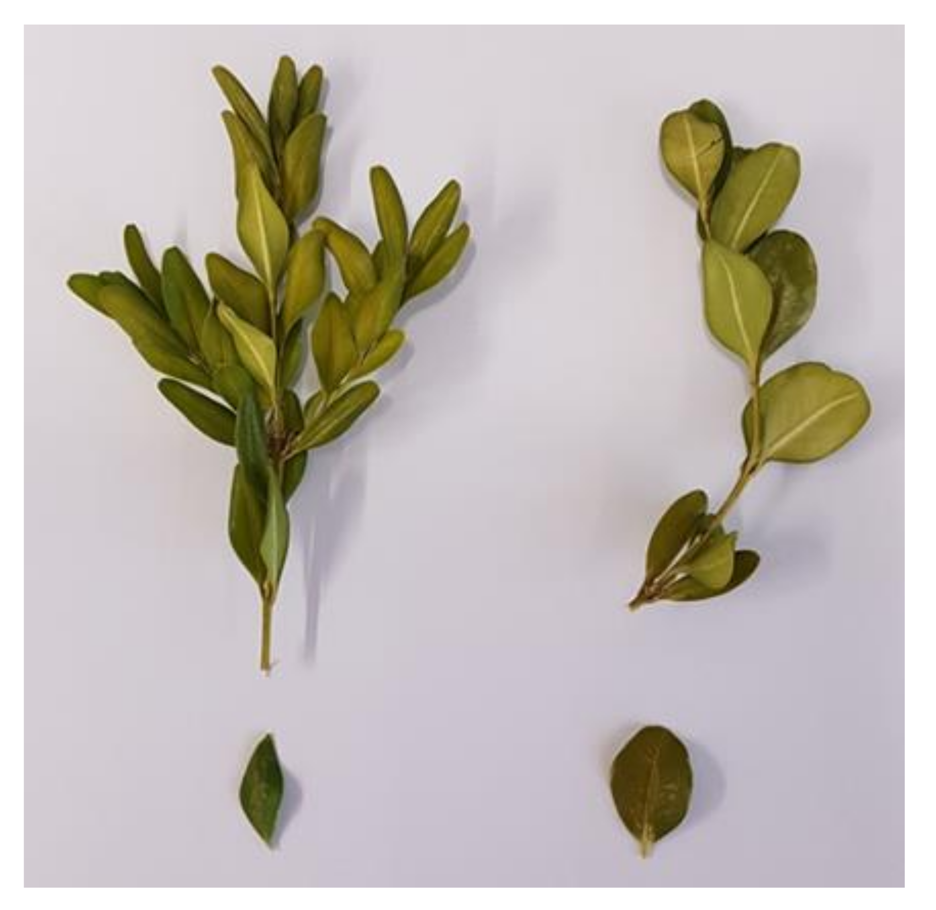 Molecules 27 00082 g010 550