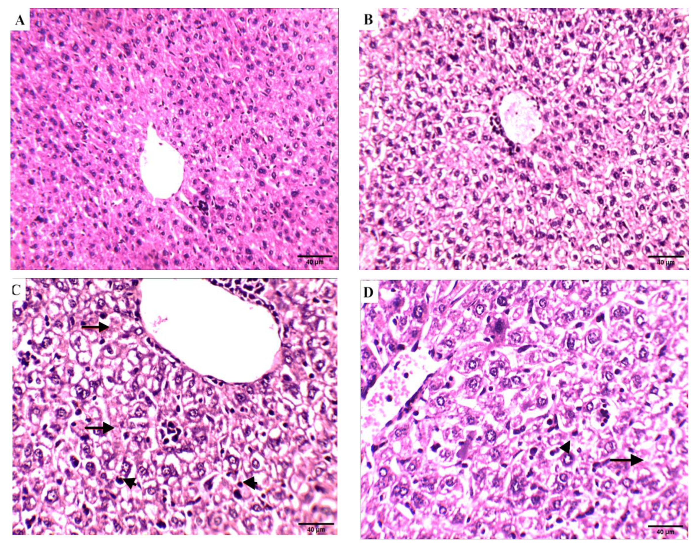 Molecules 27 00083 g008a