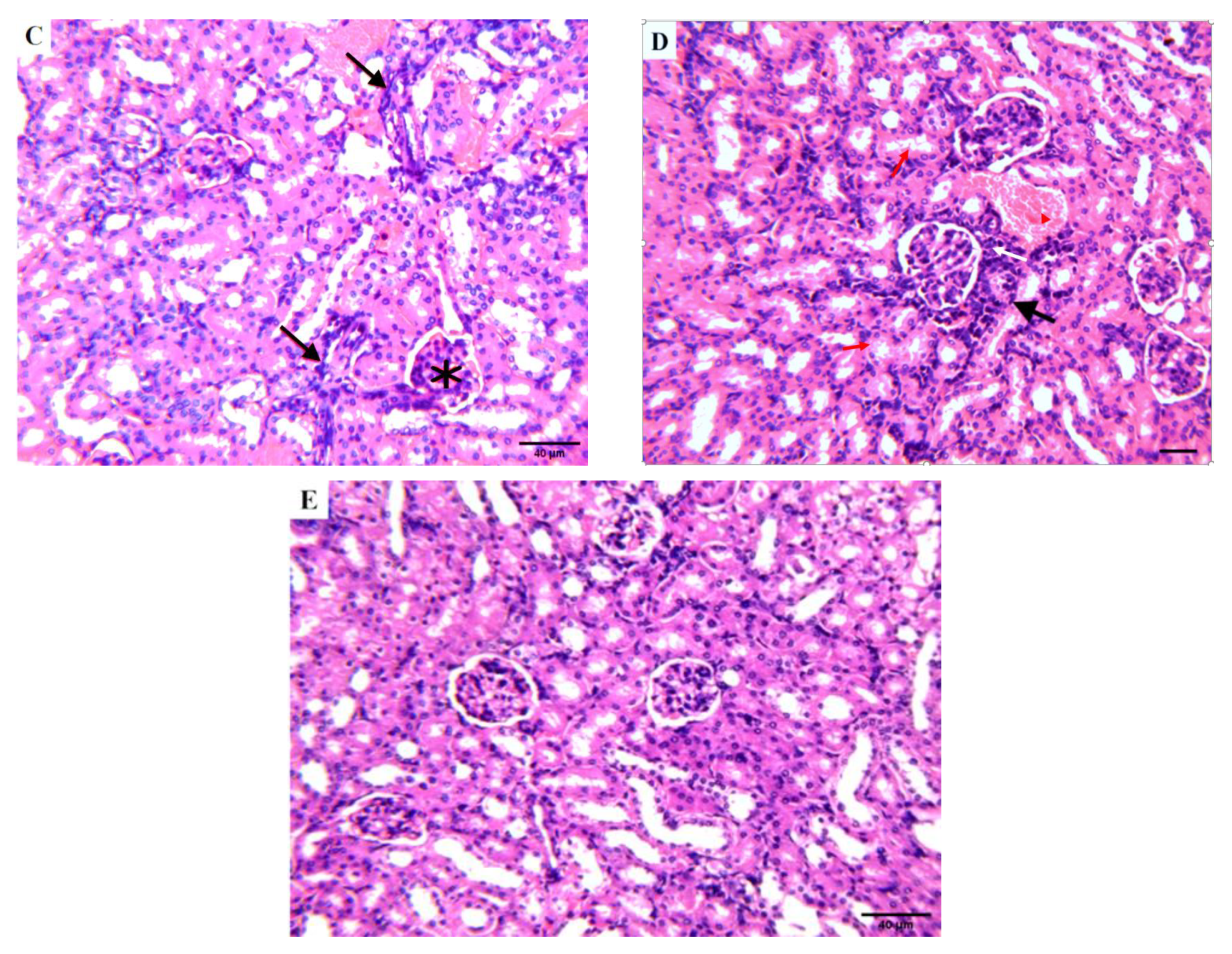 Molecules 27 00083 g009b