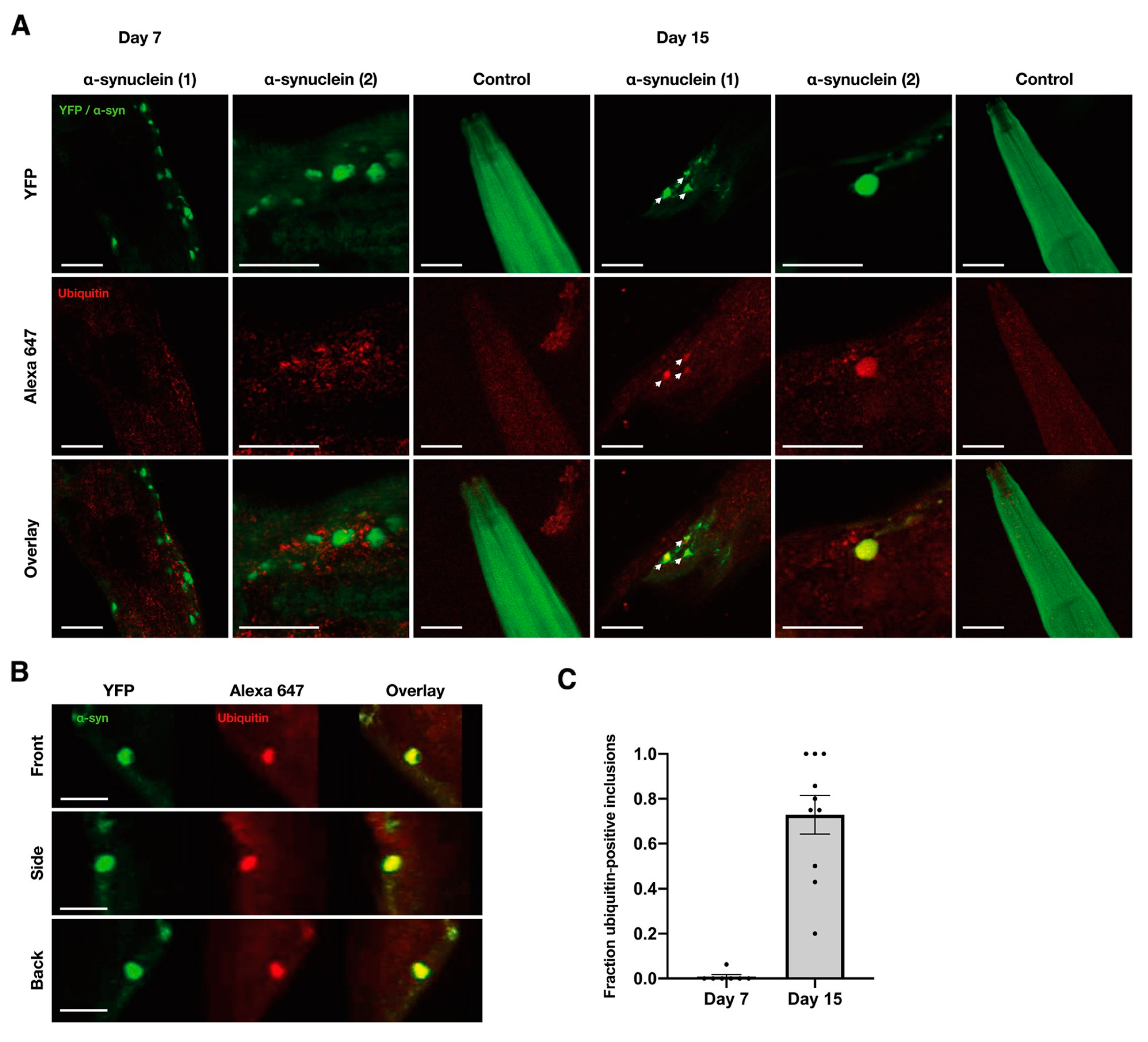 Molecules 27 00088 g005 550