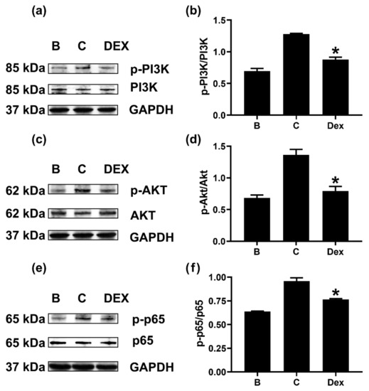 Dexamethasone Attenuates Oncostatin M Production via Suppressing of ...