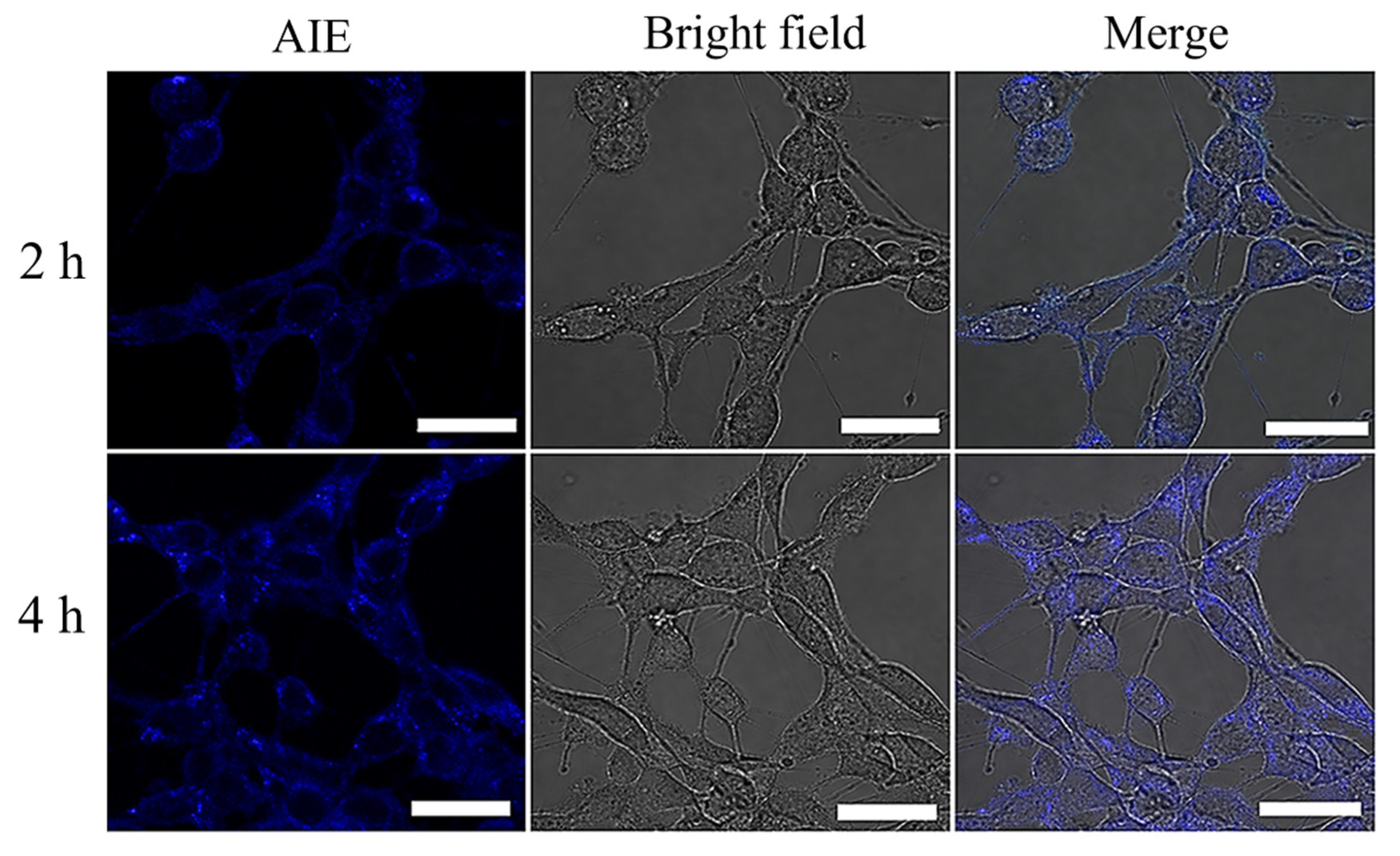 Molecules 27 00150 g016 550