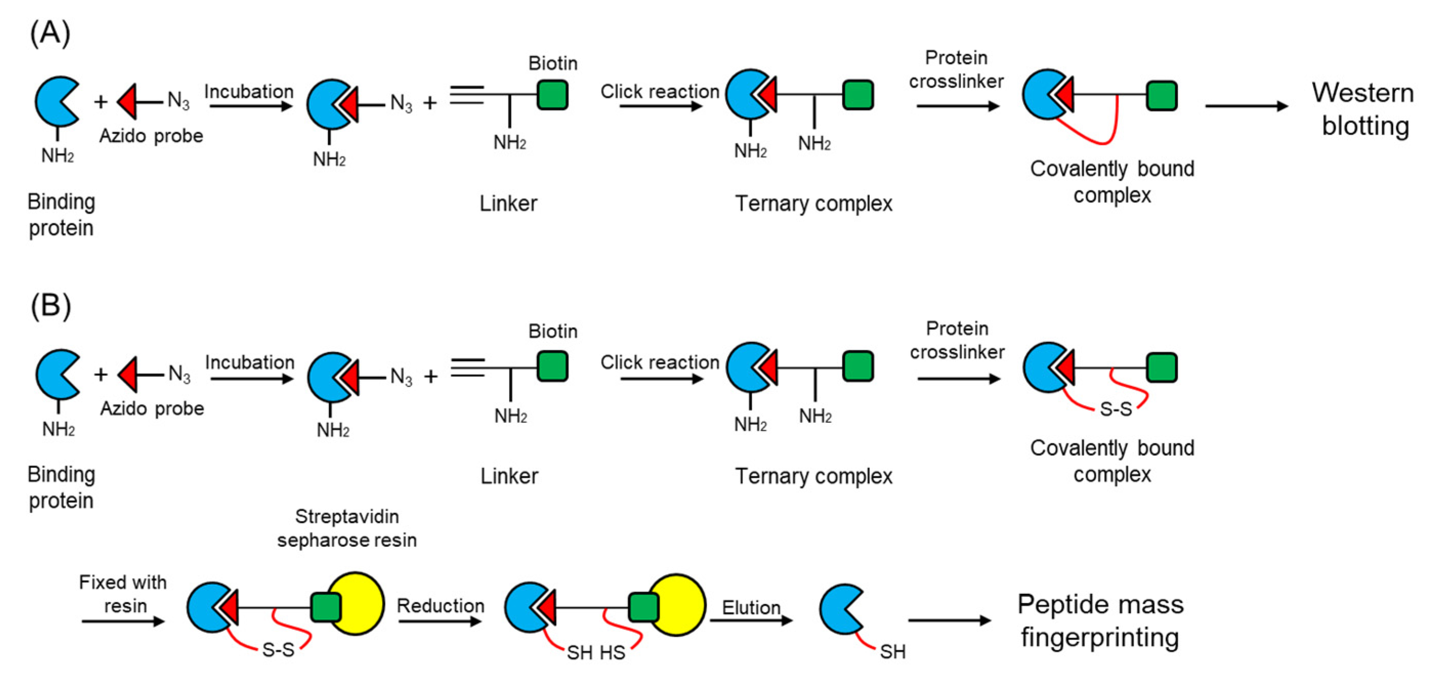 Molecules 27 00161 g002 550
