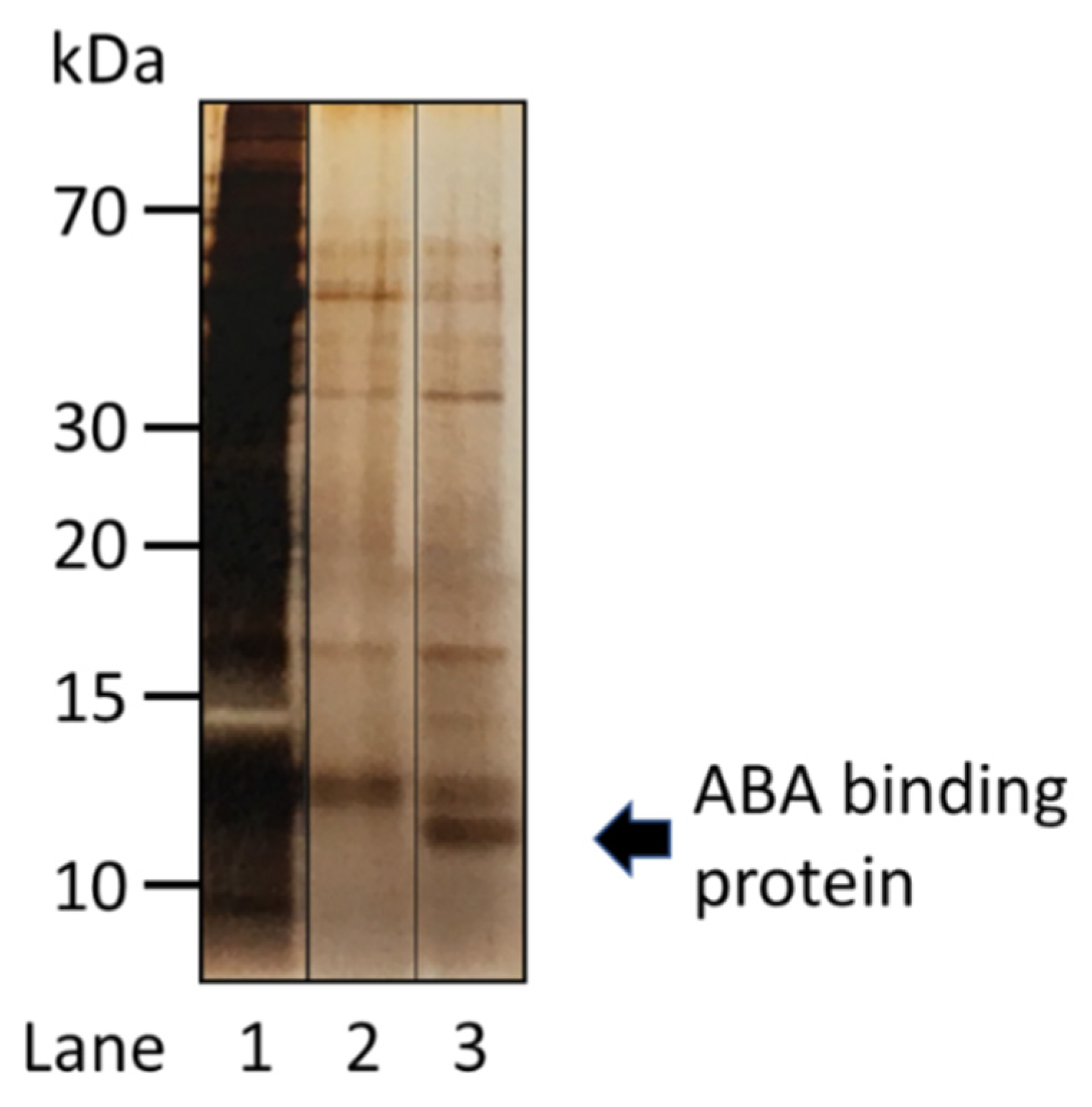 Molecules 27 00161 g003 550