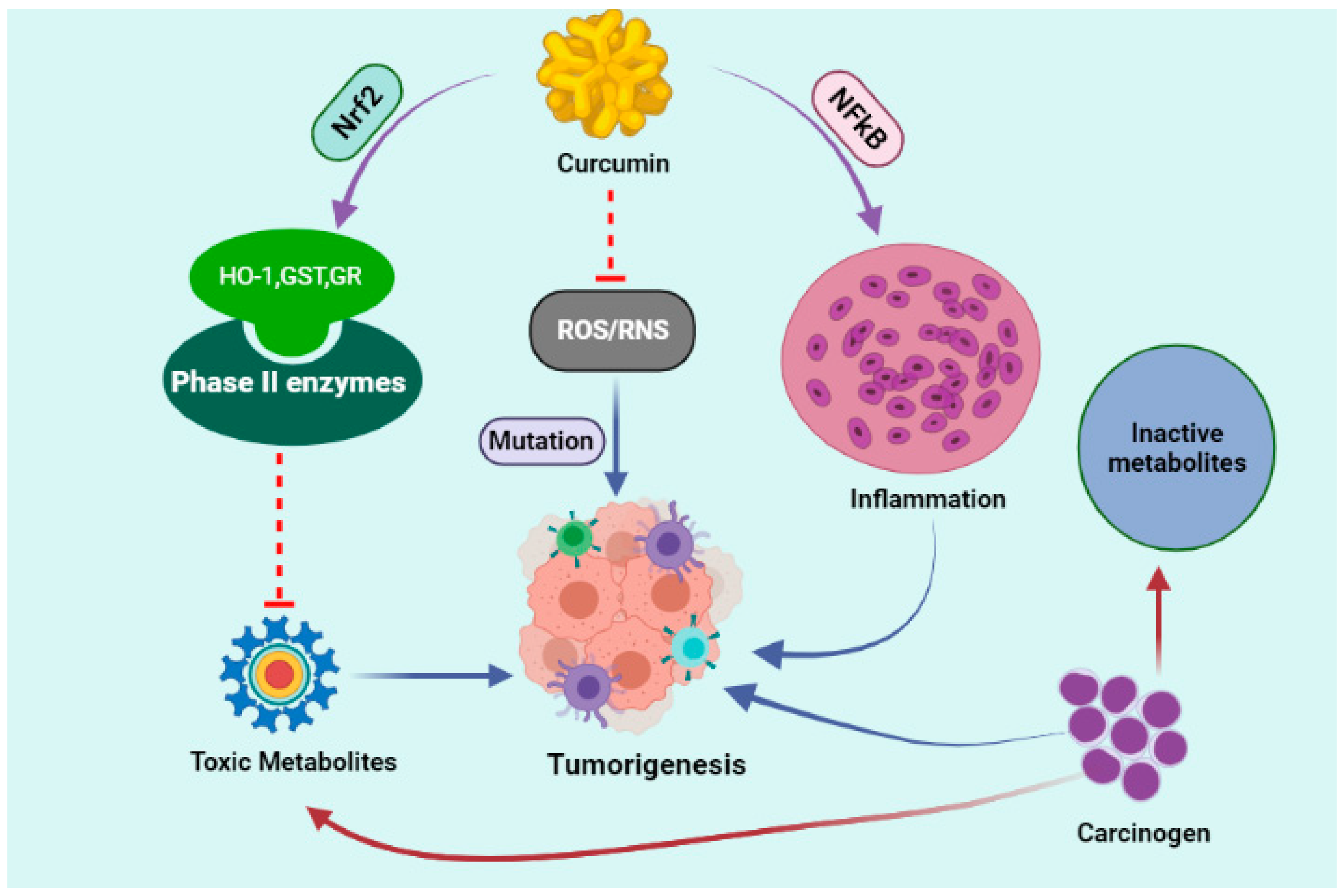 Molecules Free FullText Nrf2 Regulation by Curcumin Molecular