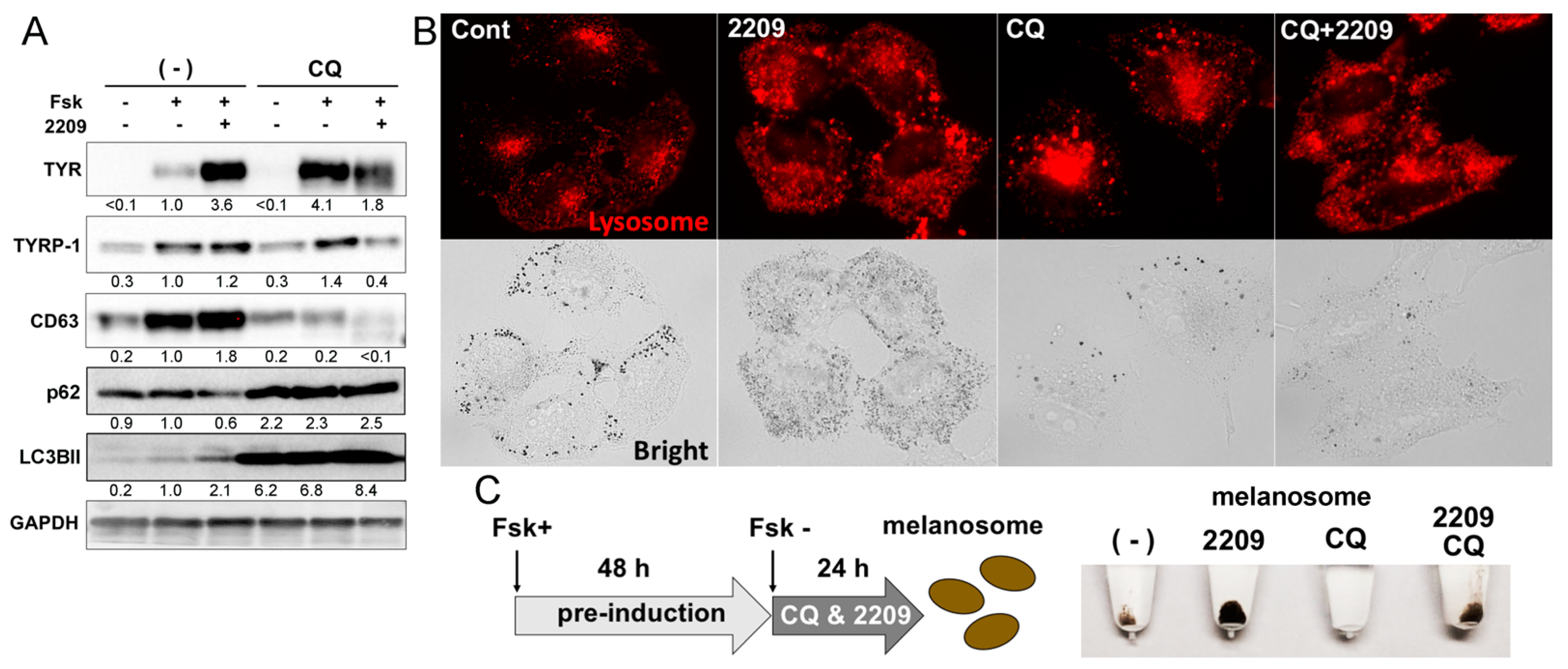 Molecules 27 00177 g006