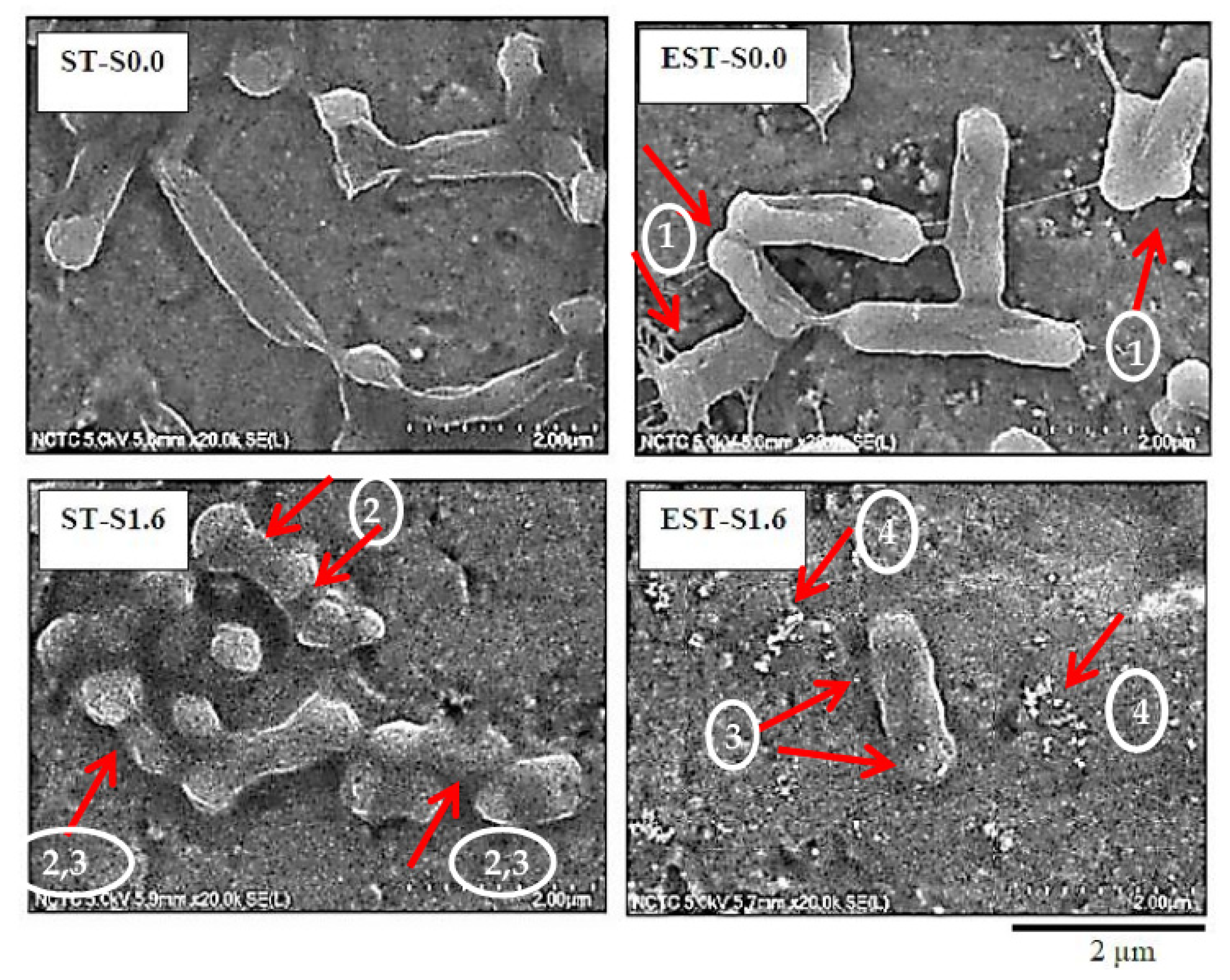 Molecules 27 00180 g003