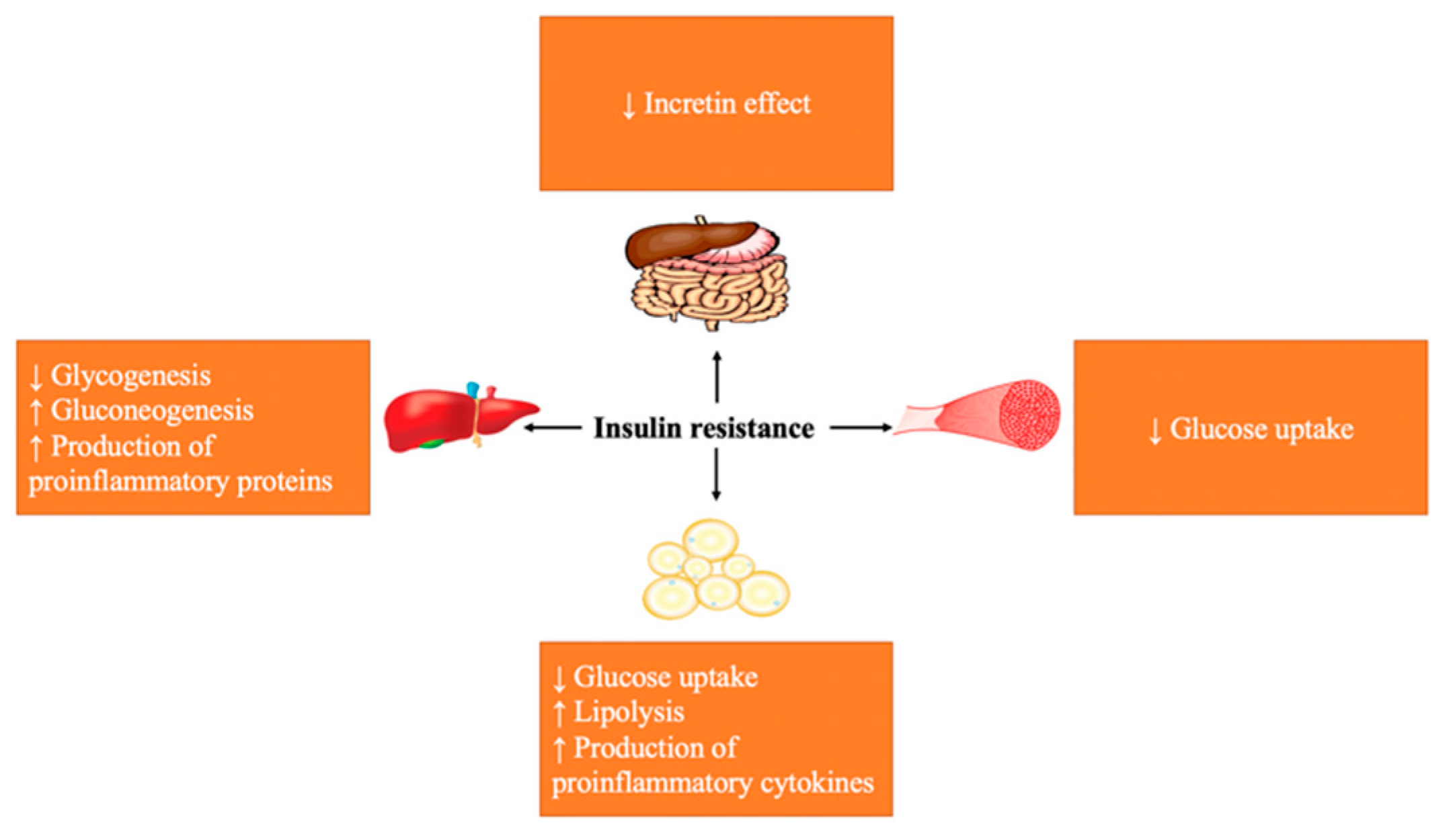 In Vitro and In Vivo Antidiabetic Potential of