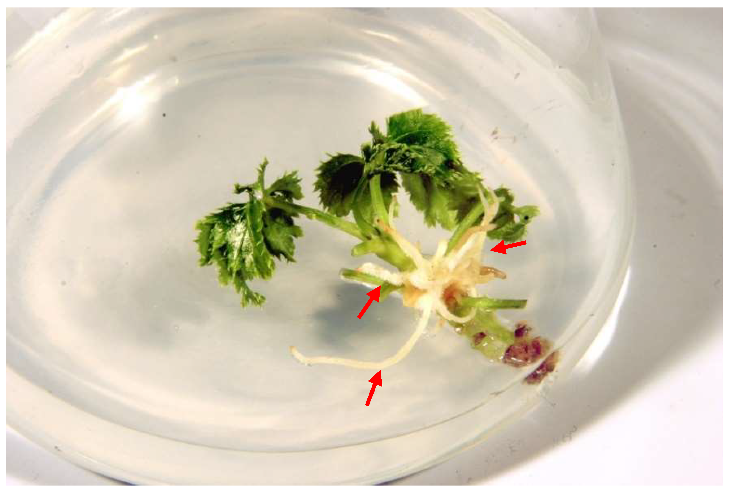 Molecules 27 00186 g001 550