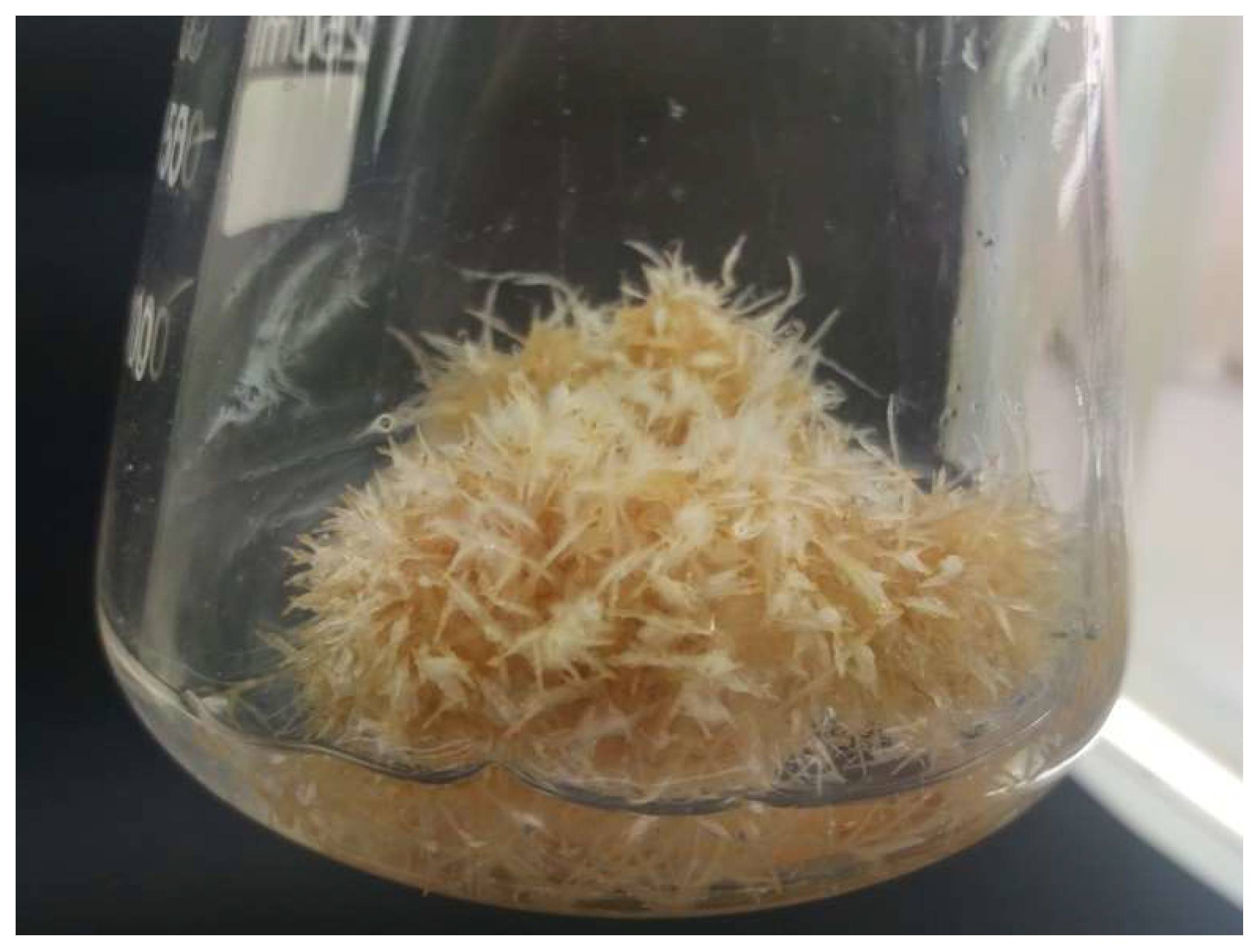 Molecules 27 00186 g003 550