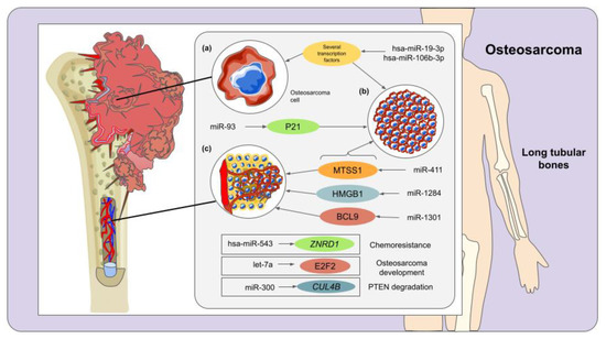 The Emerging Role of MicroRNAs in Bone Diseases and Their Therapeutic ...
