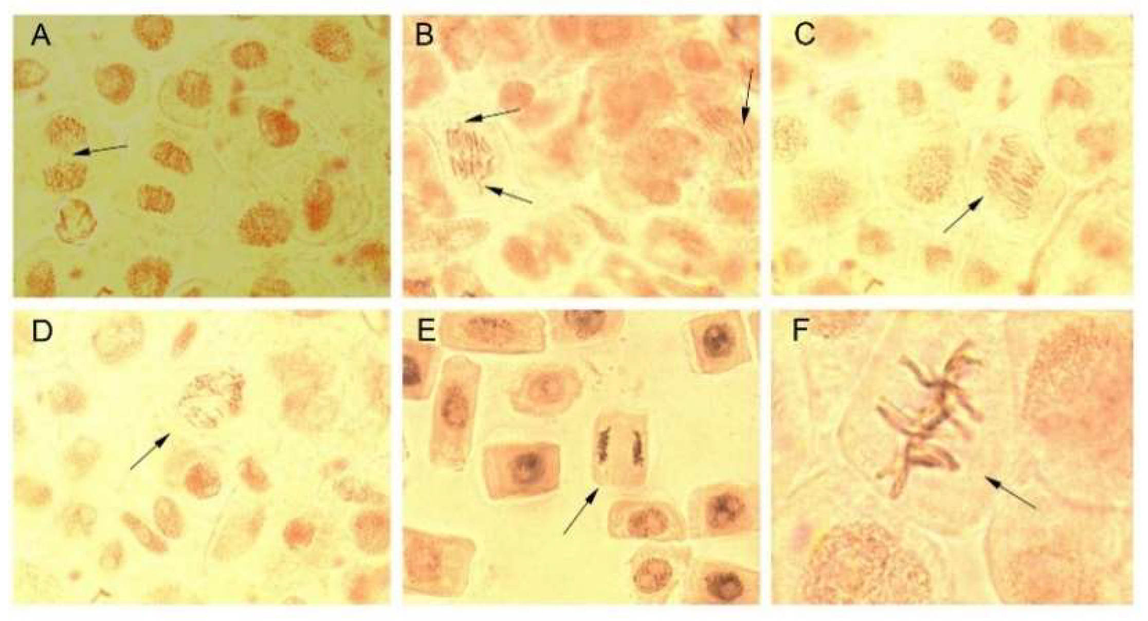 Molecules 27 00217 g009 550