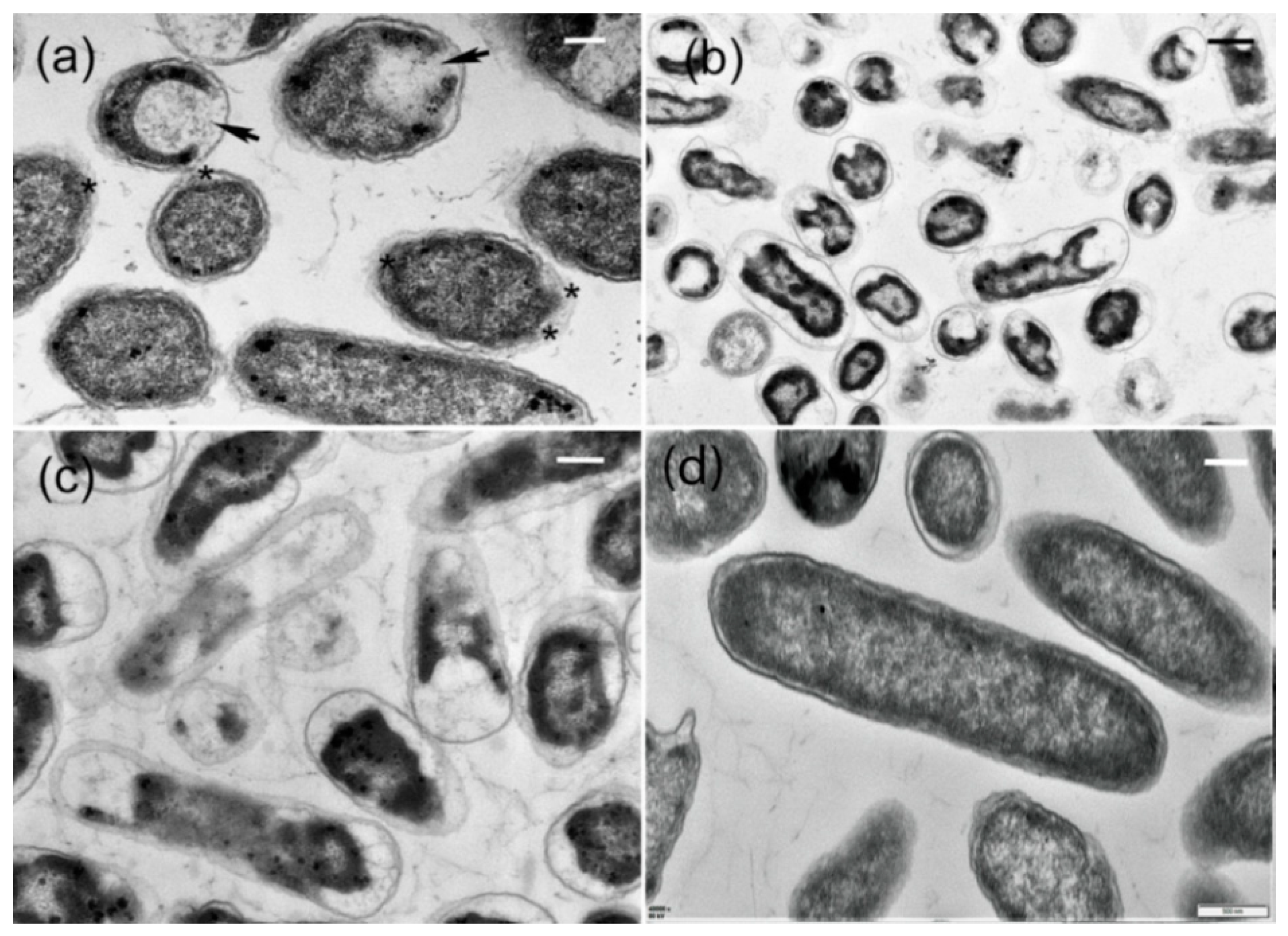 Molecules 27 00224 g011