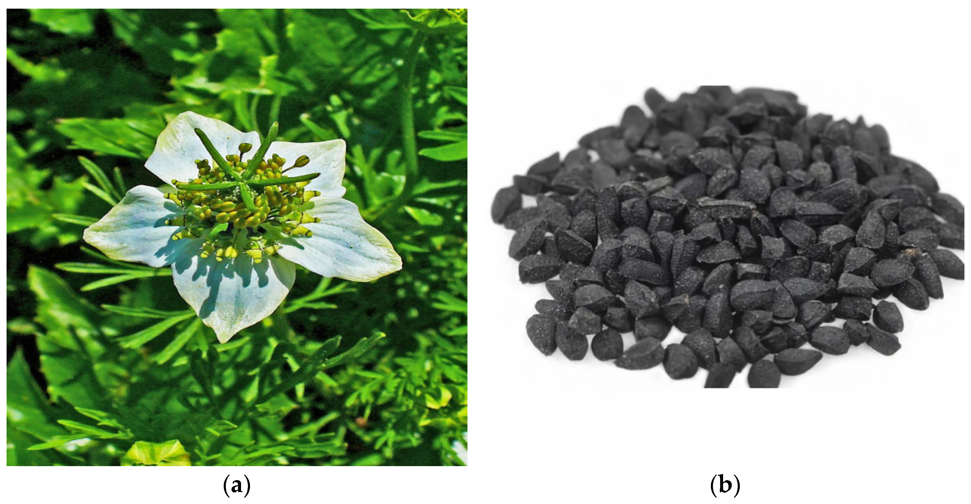 Molecules 27 00226 g002 550