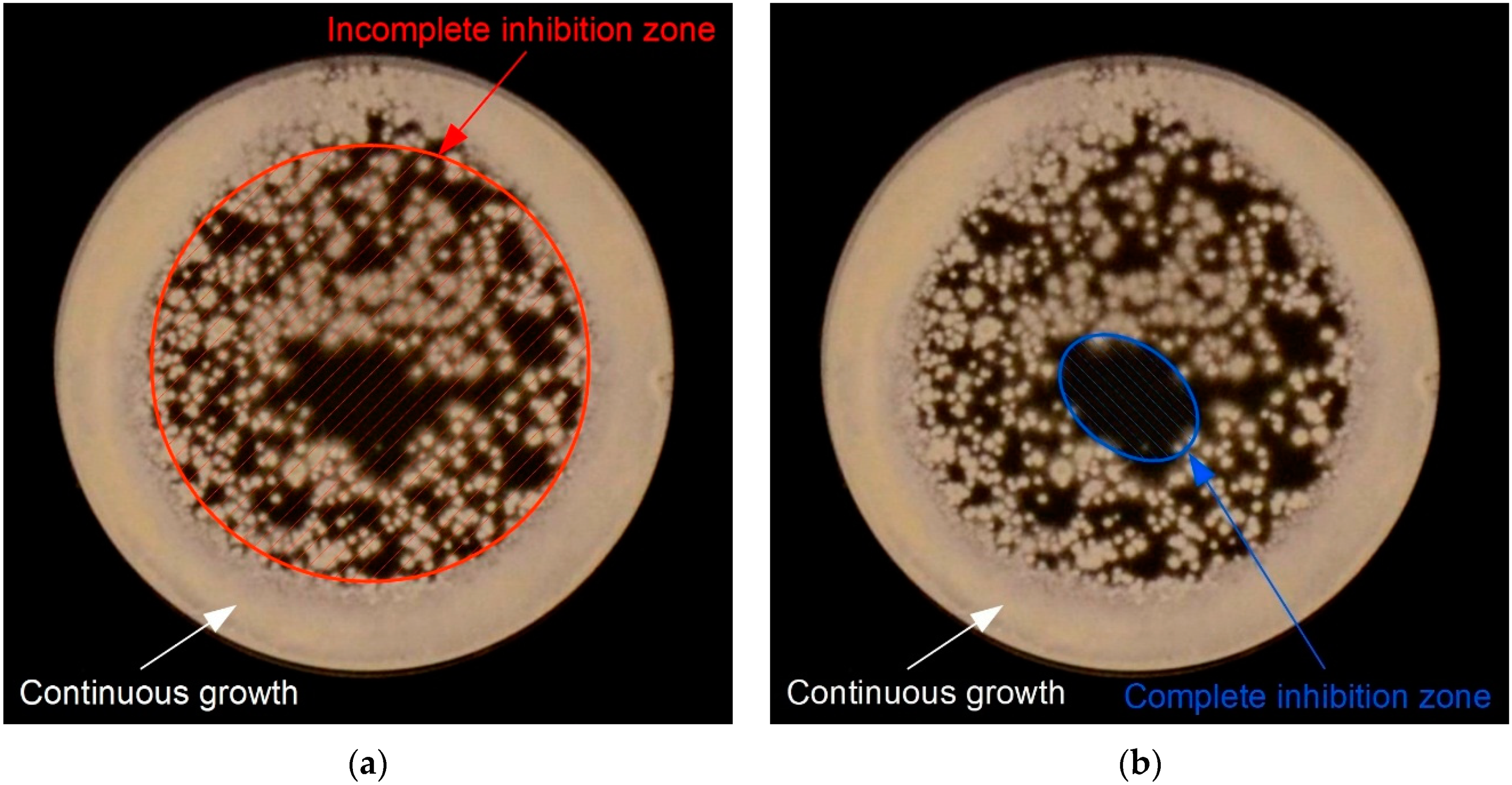 Molecules 27 00238 g008 Molecules 27 00238 g008