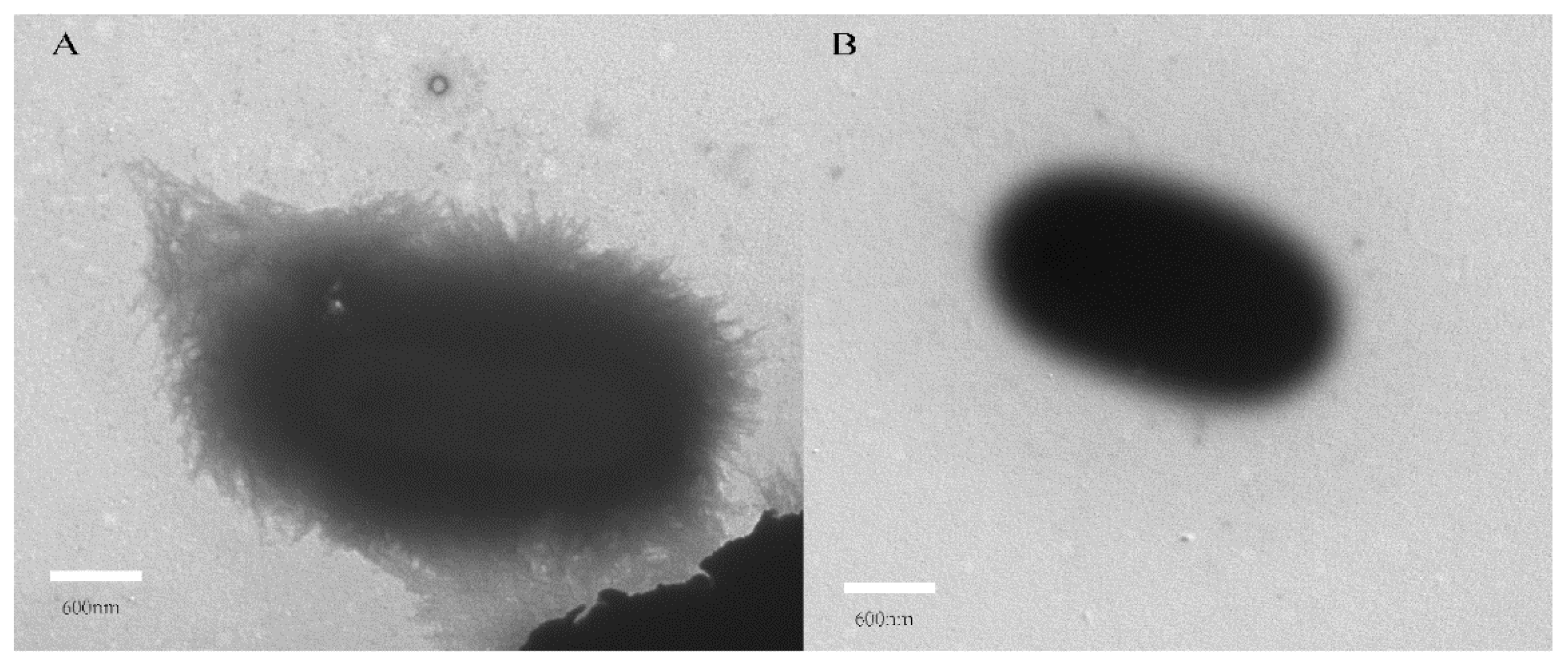 Molecules 27 00272 g007 Molecules 27 00272 g007