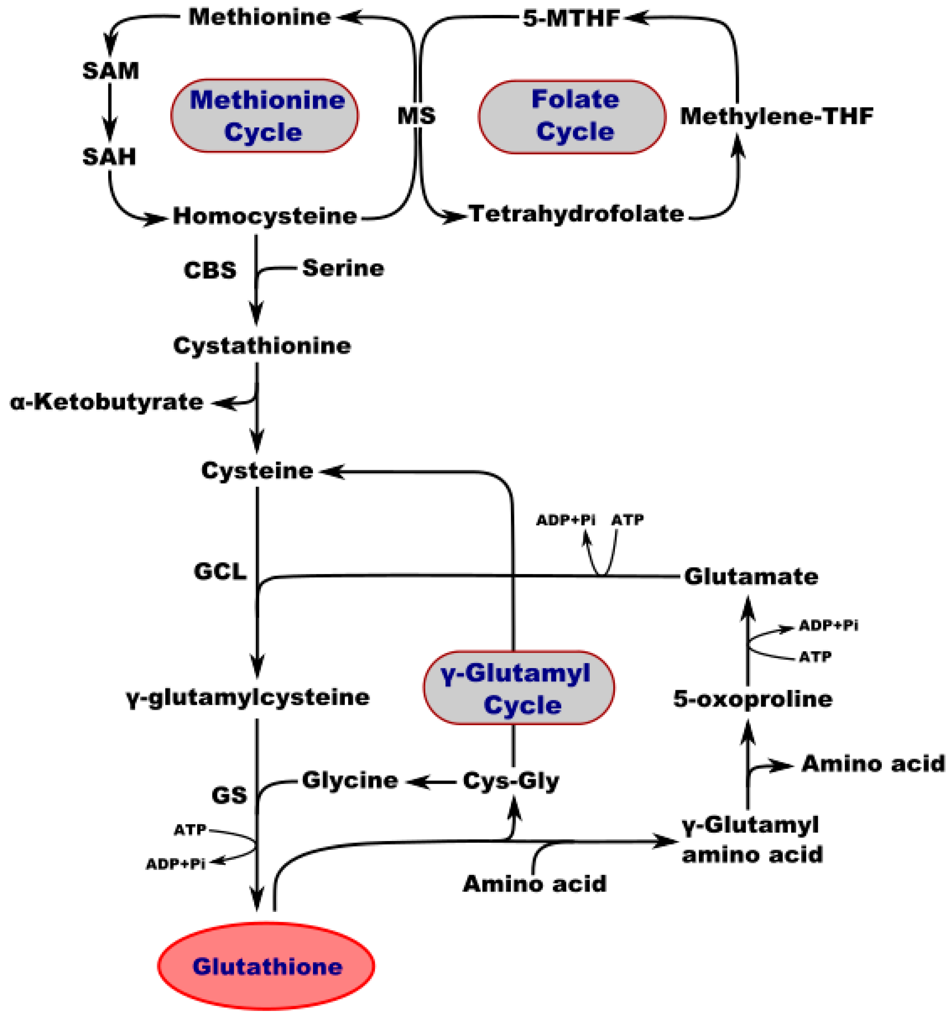 Glutathione in Brain Disorders and Aging