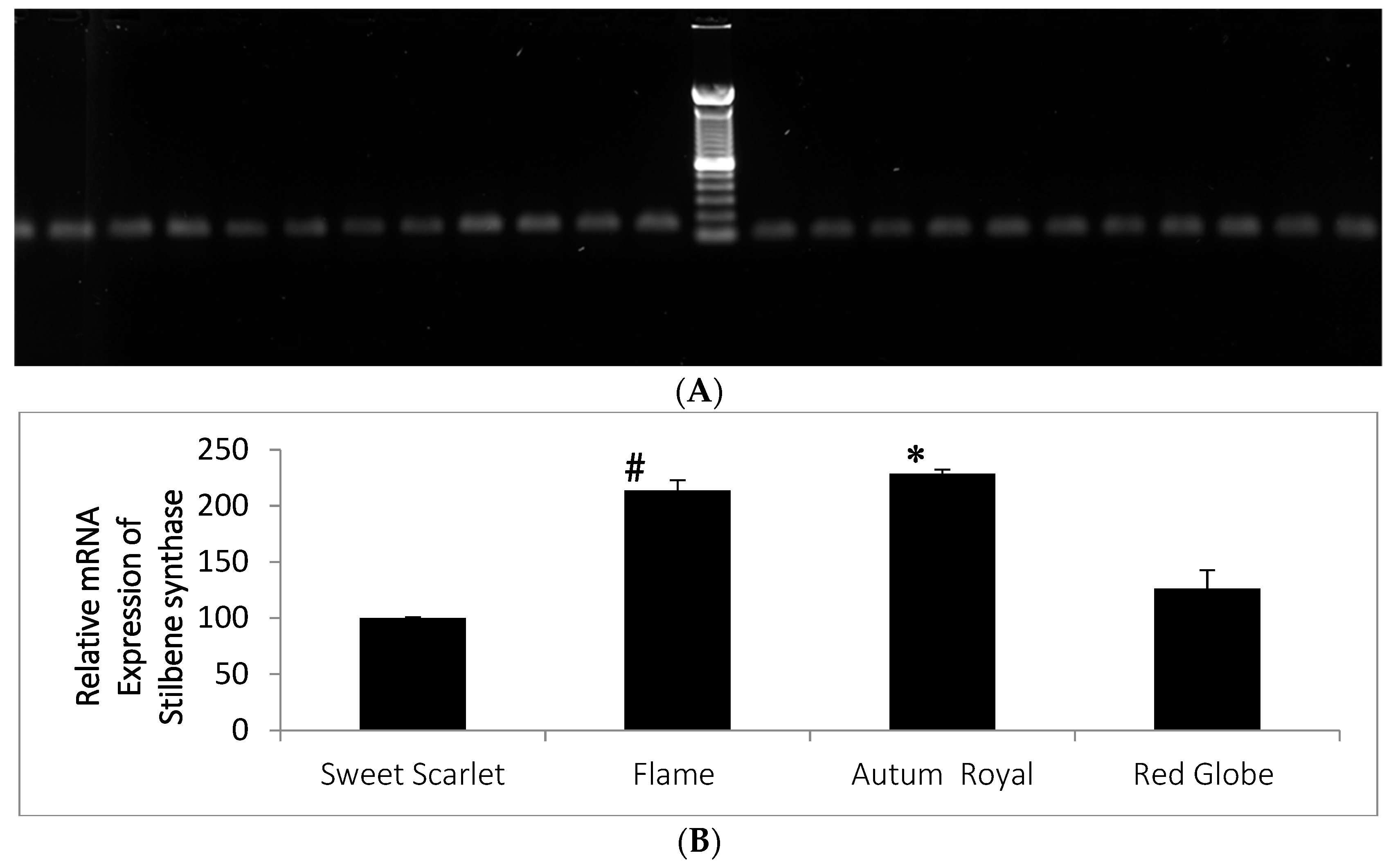 Molecules 27 00336 g004