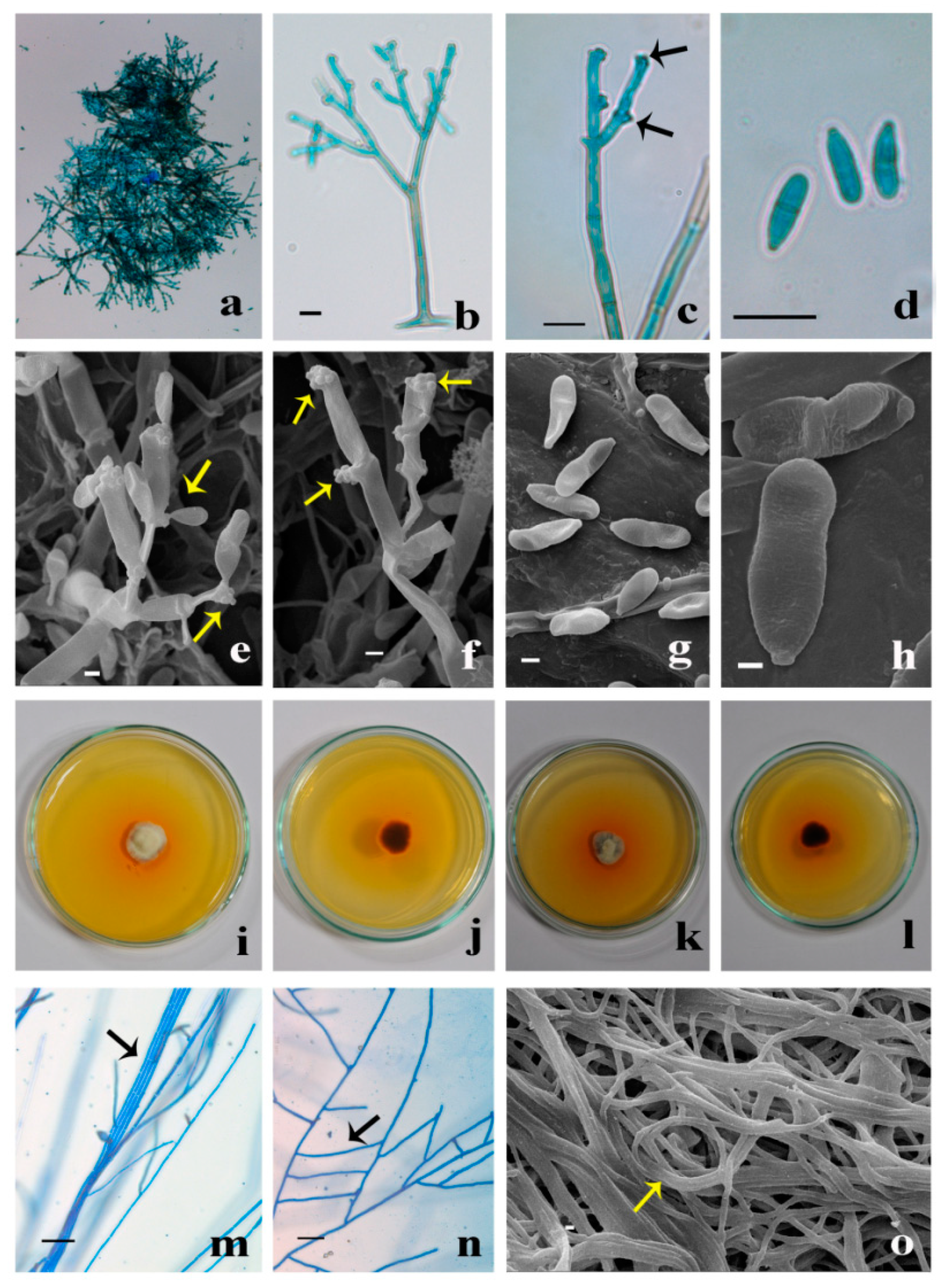 Molecules 27 00393 g001 550
