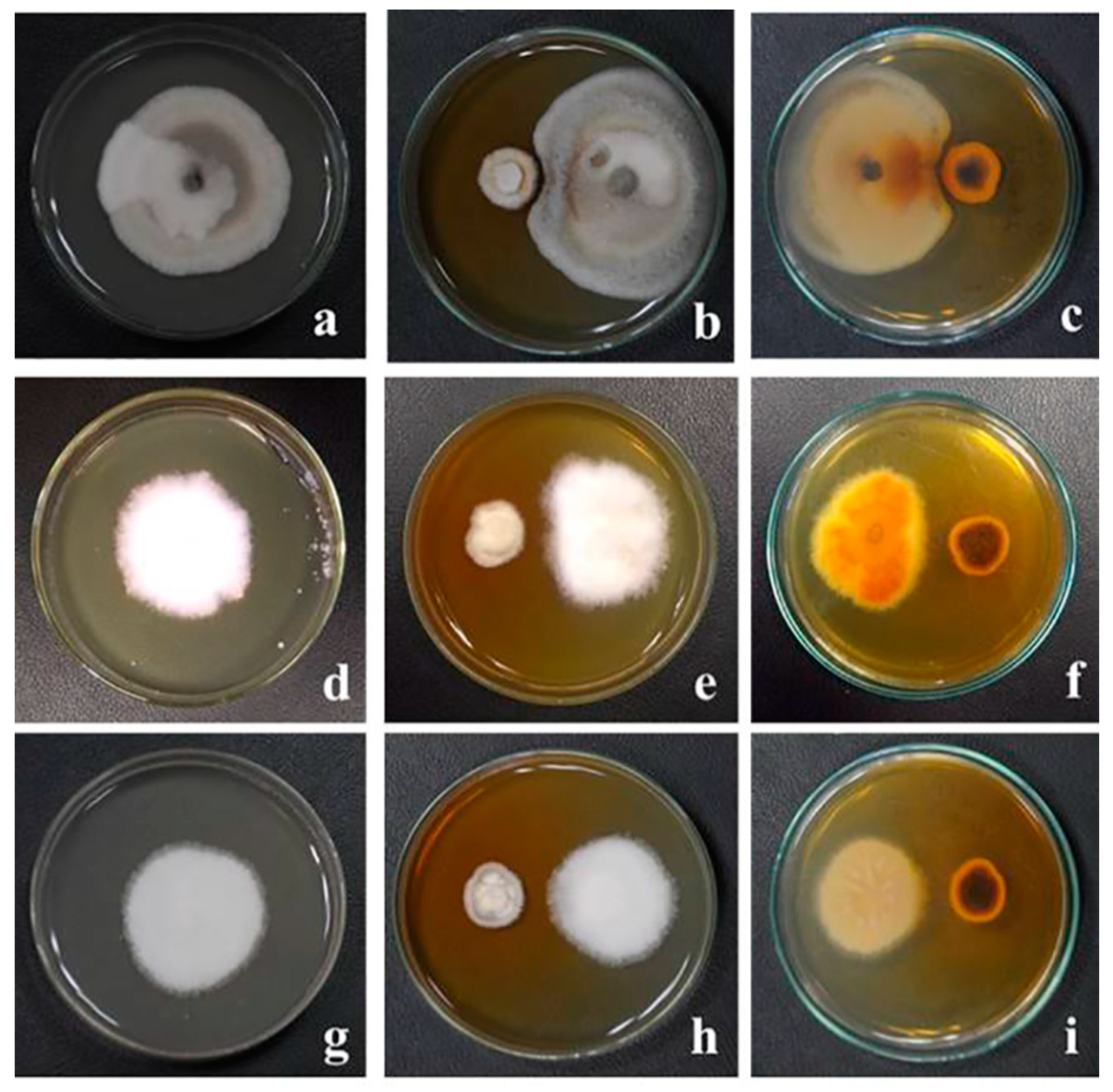 Molecules 27 00393 g008 550