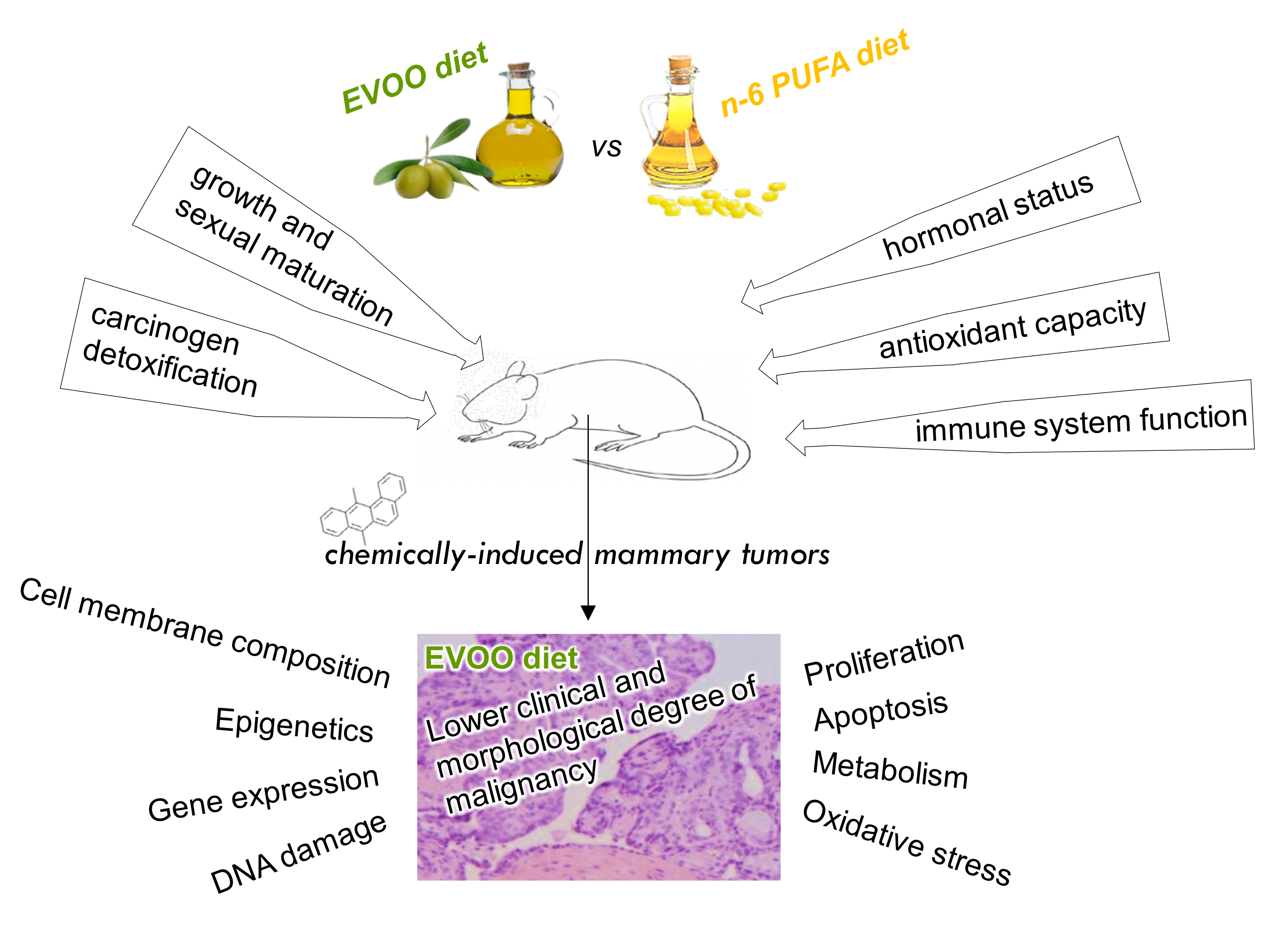 Molecules Free Full-Text Influence of Olive Oil and Its Components on Breast Cancer Molecular Mechanisms picture photo