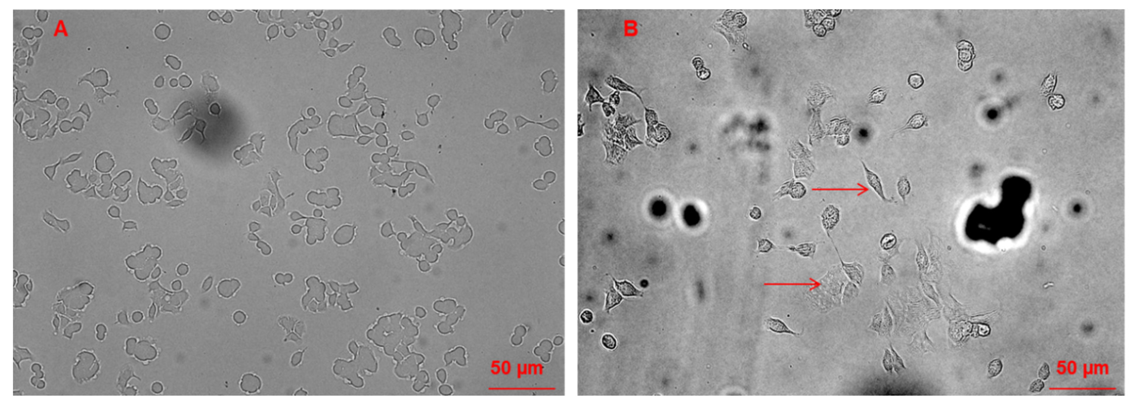 Molecules 27 00510 g005 550