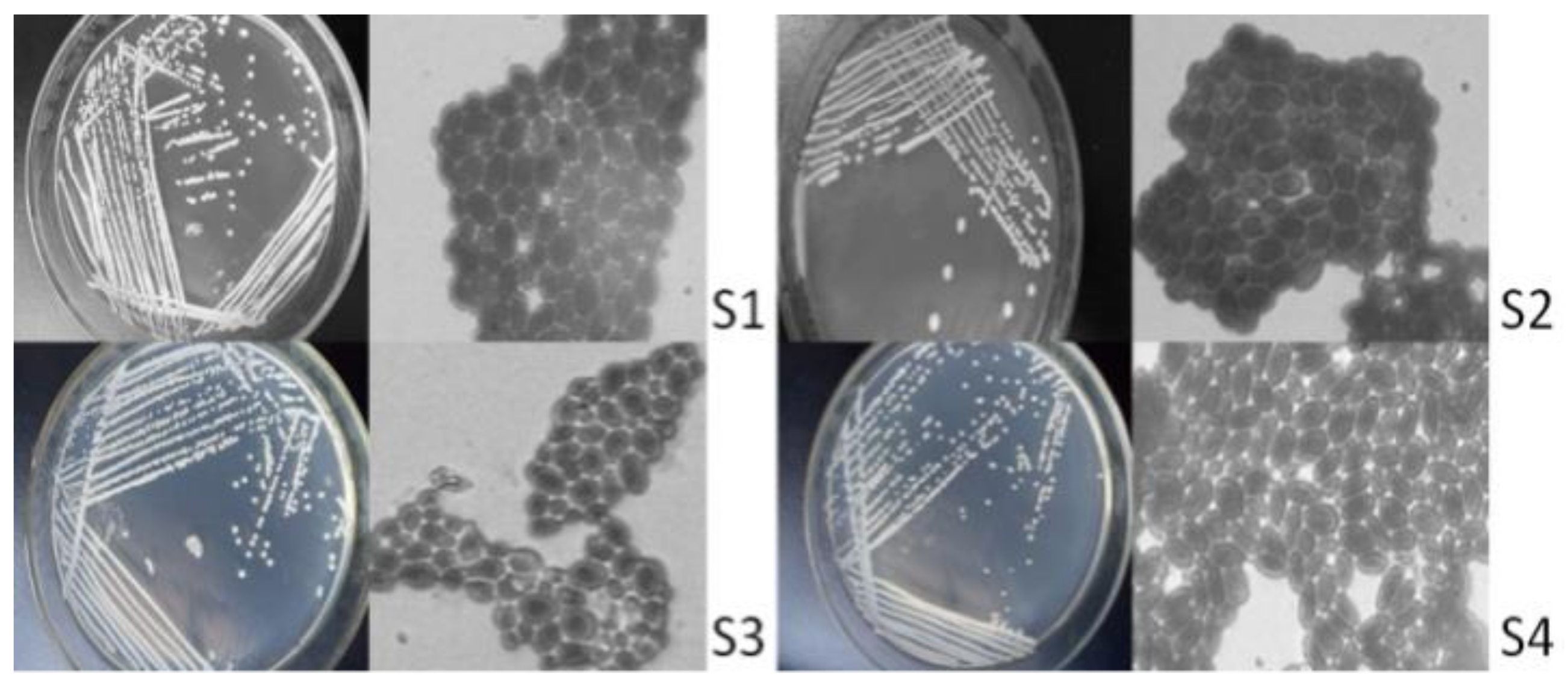 Molecules 27 00512 g001