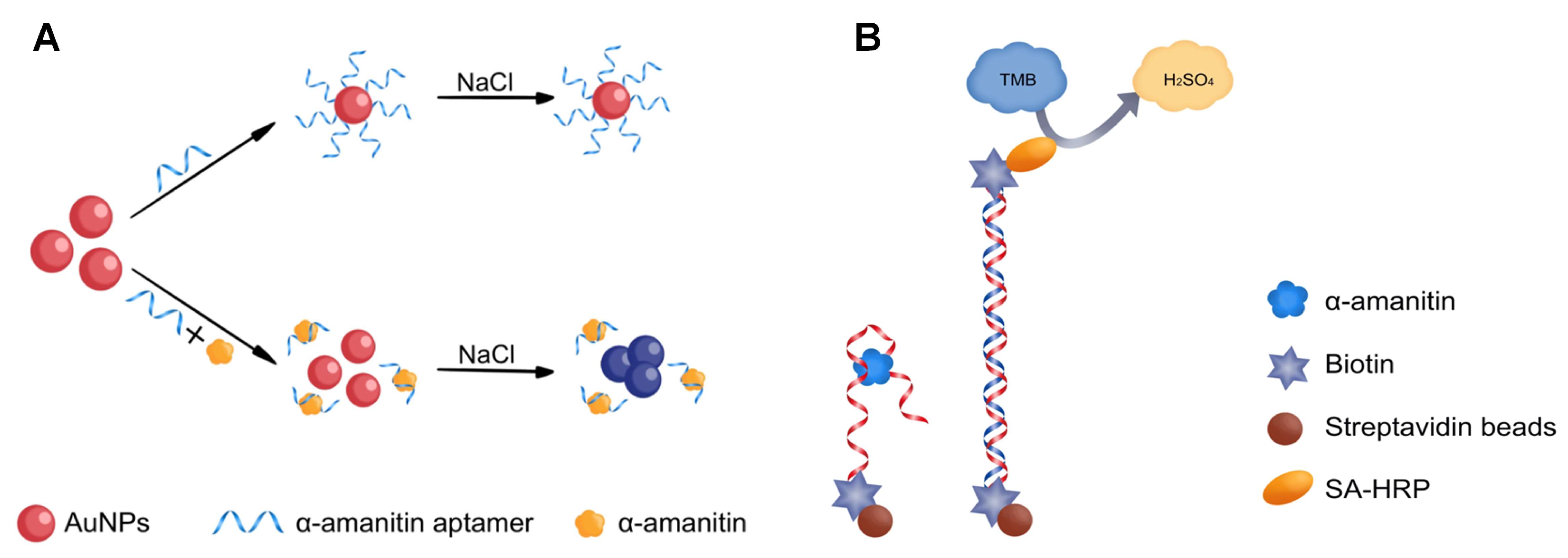 Molecules 27 00538 g001