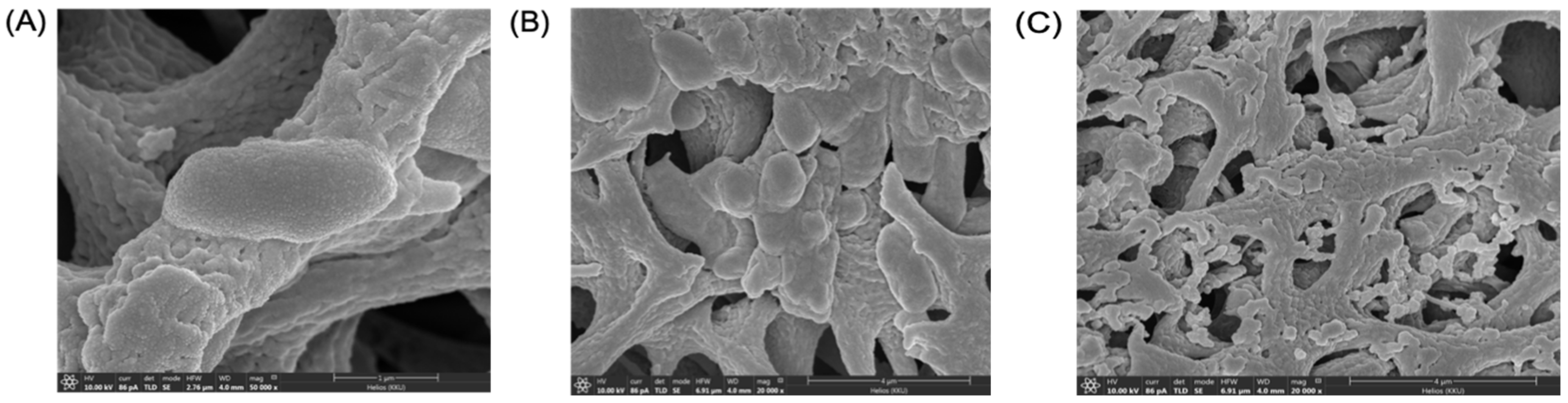 Molecules 27 00561 g006
