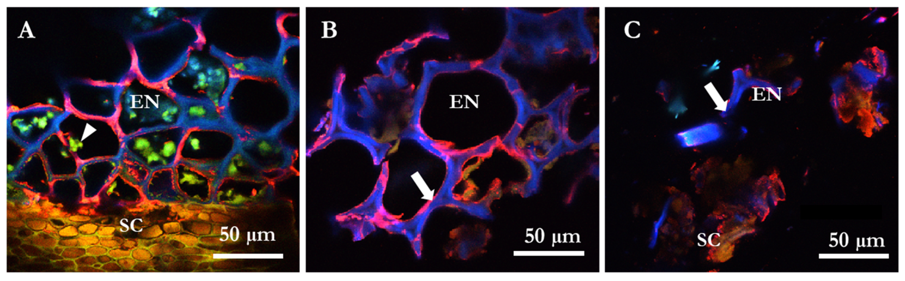 Molecules 27 00563 g004 Molecules 27 00563 g004