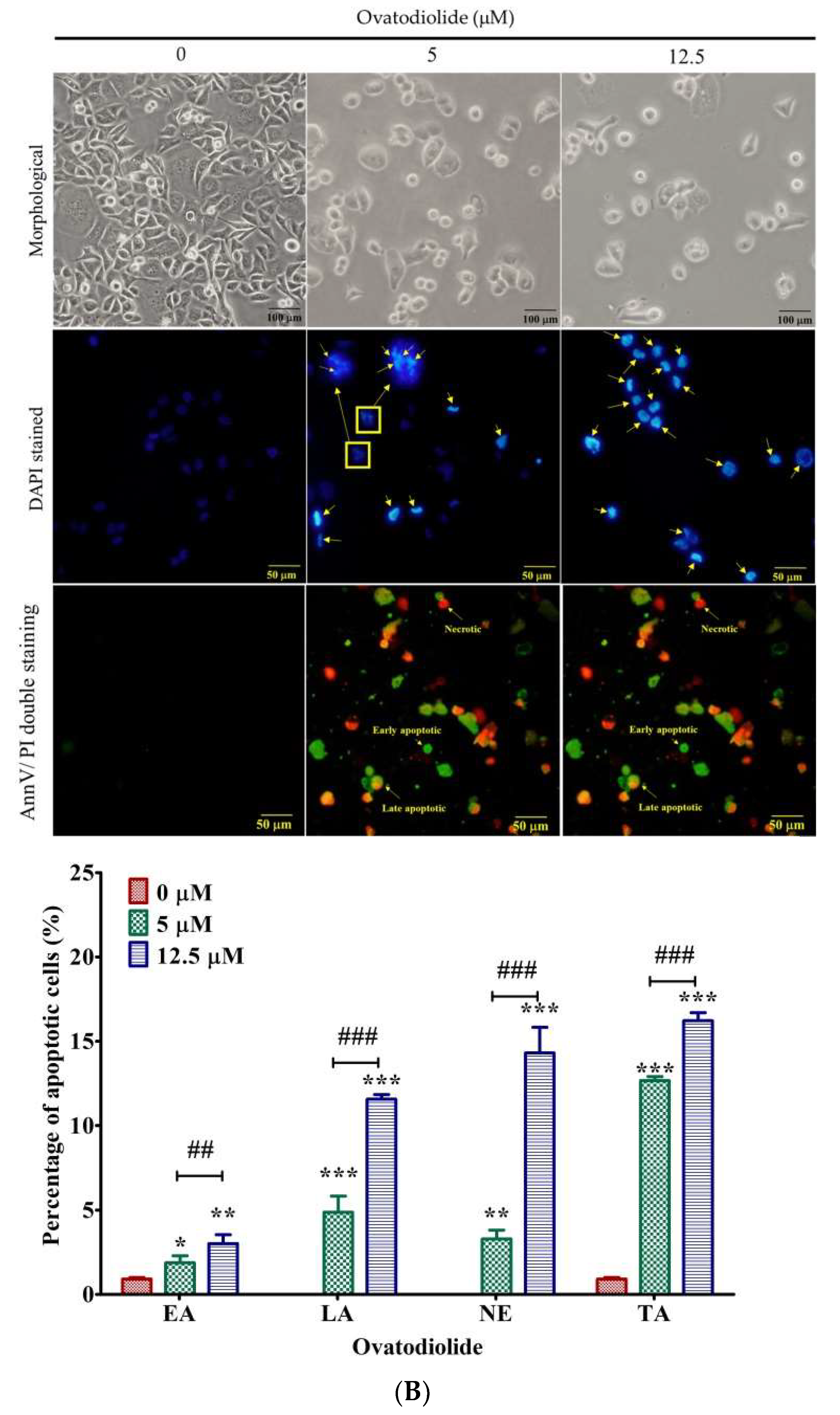 Molecules 27 00587 g005b