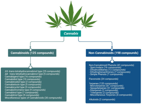 Flavonoids in Cannabis sativa: Biosynthesis, Bioactivities, and  Biotechnology