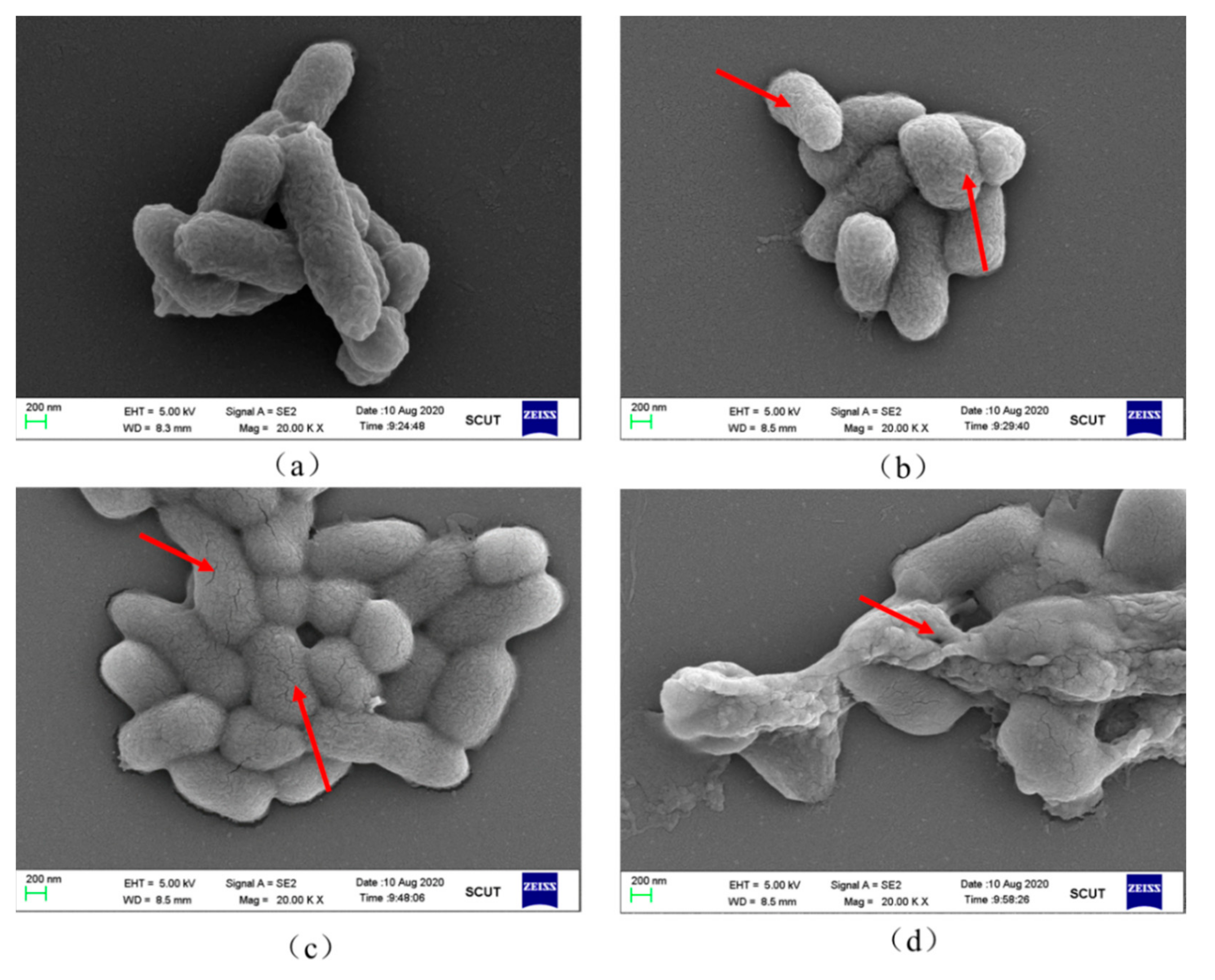 Molecules 27 00640 g007