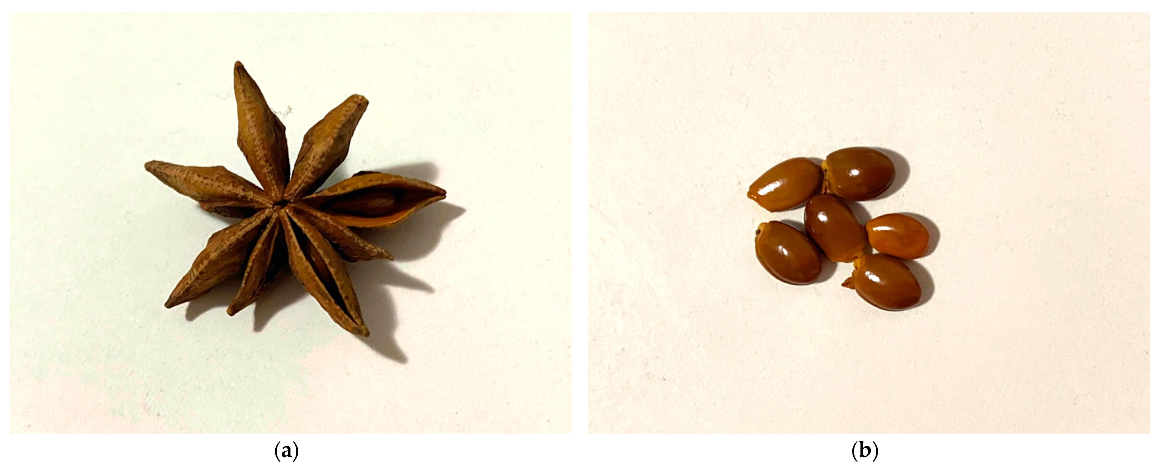 Star Anise (Licorice Type) Extract