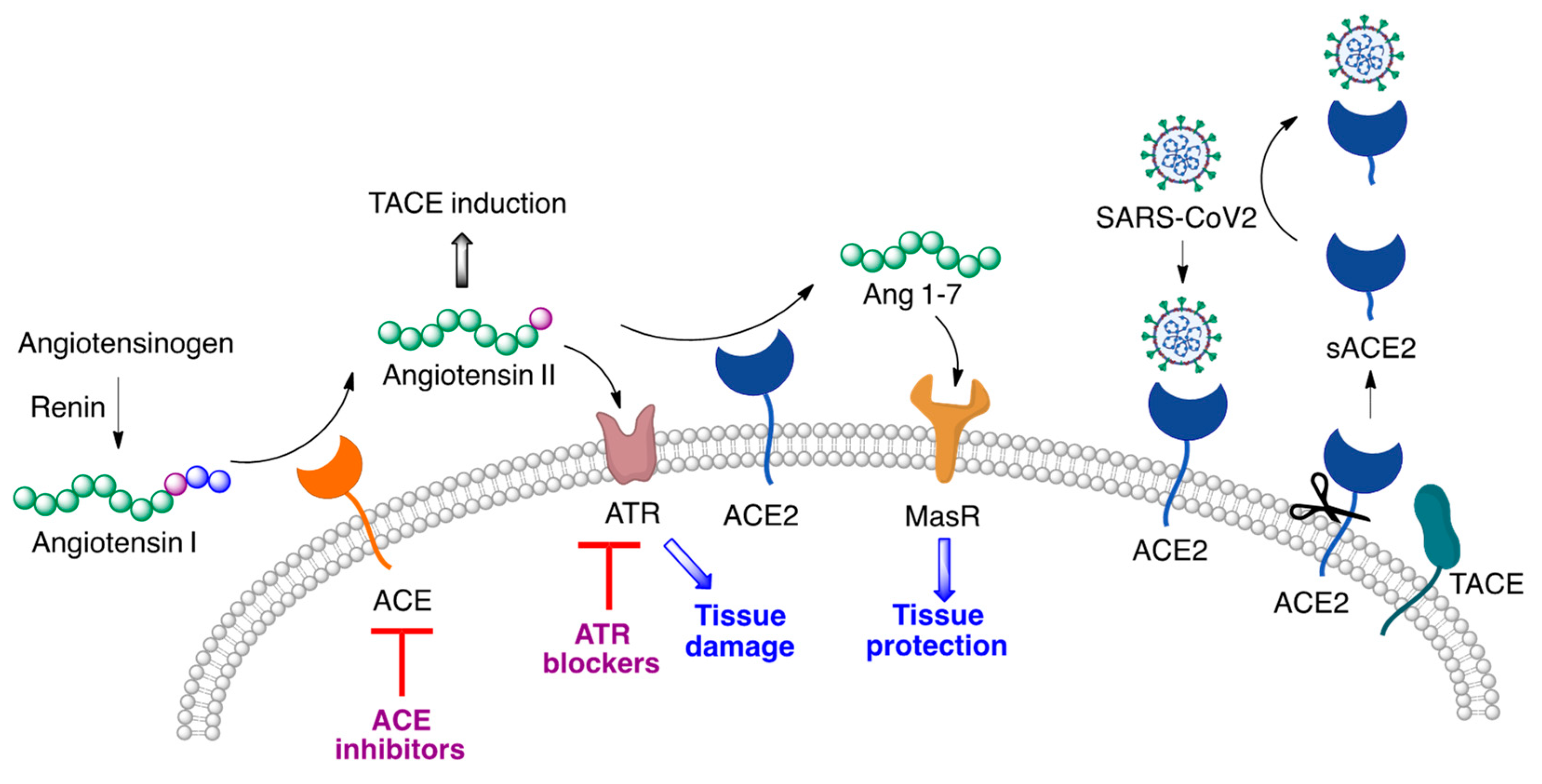 Molecules 27 00658 g006