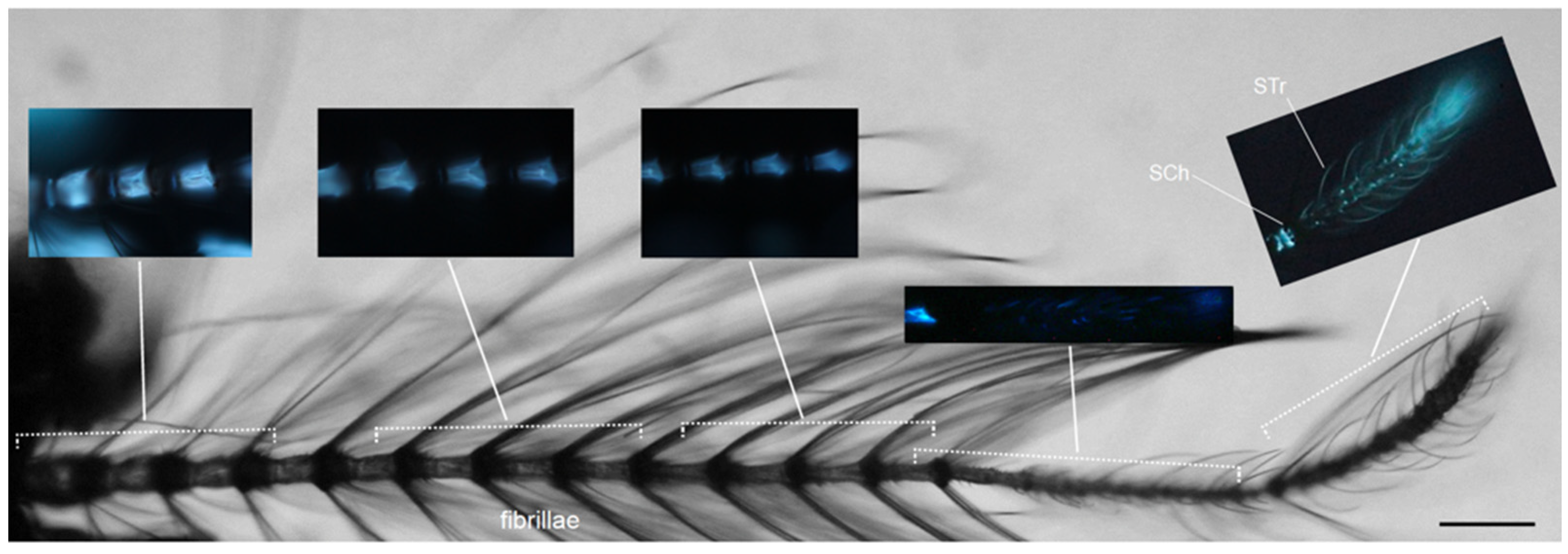 Molecules 27 00713 g004 Molecules 27 00713 g004