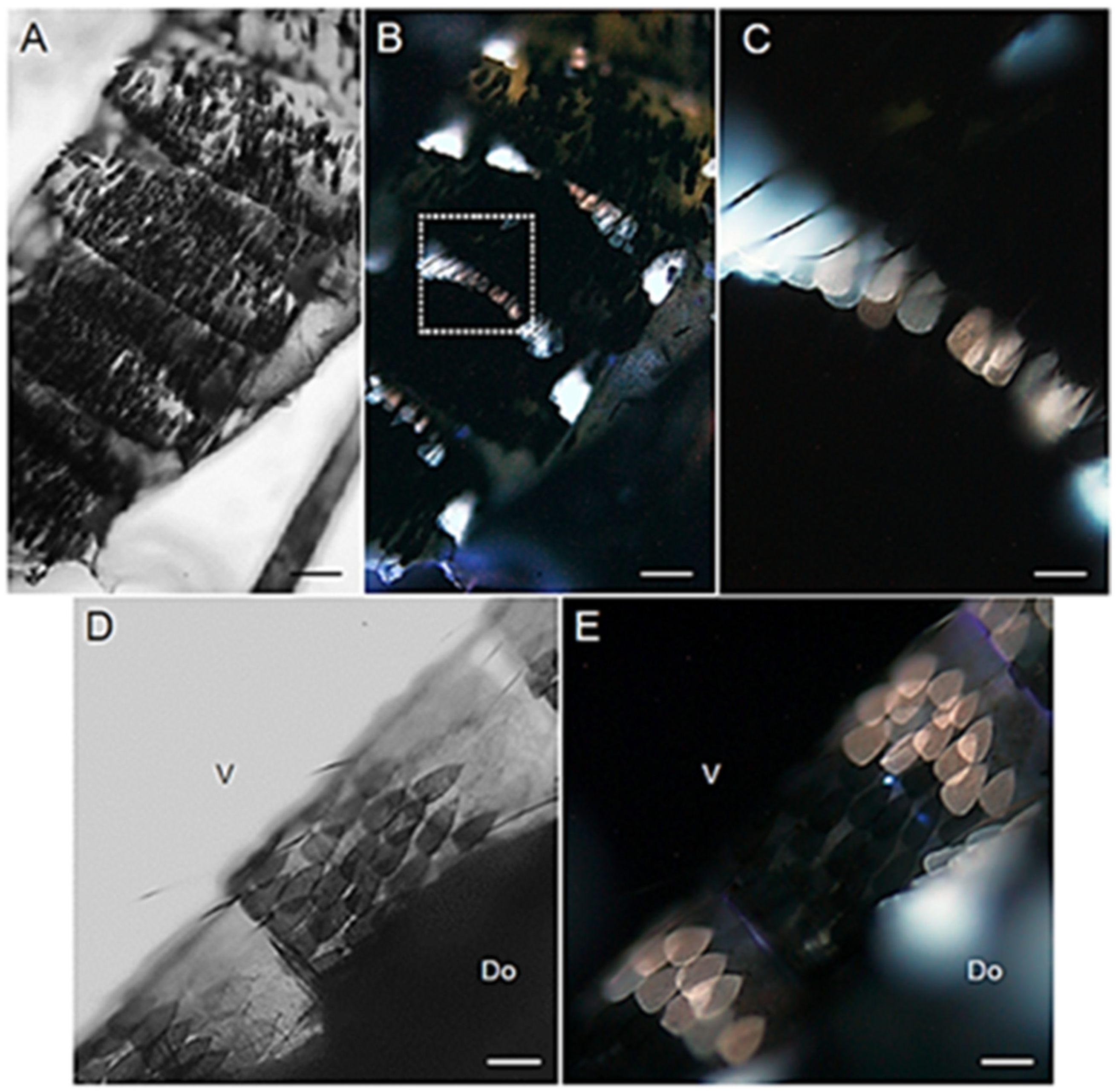Molecules 27 00713 g005 Molecules 27 00713 g005