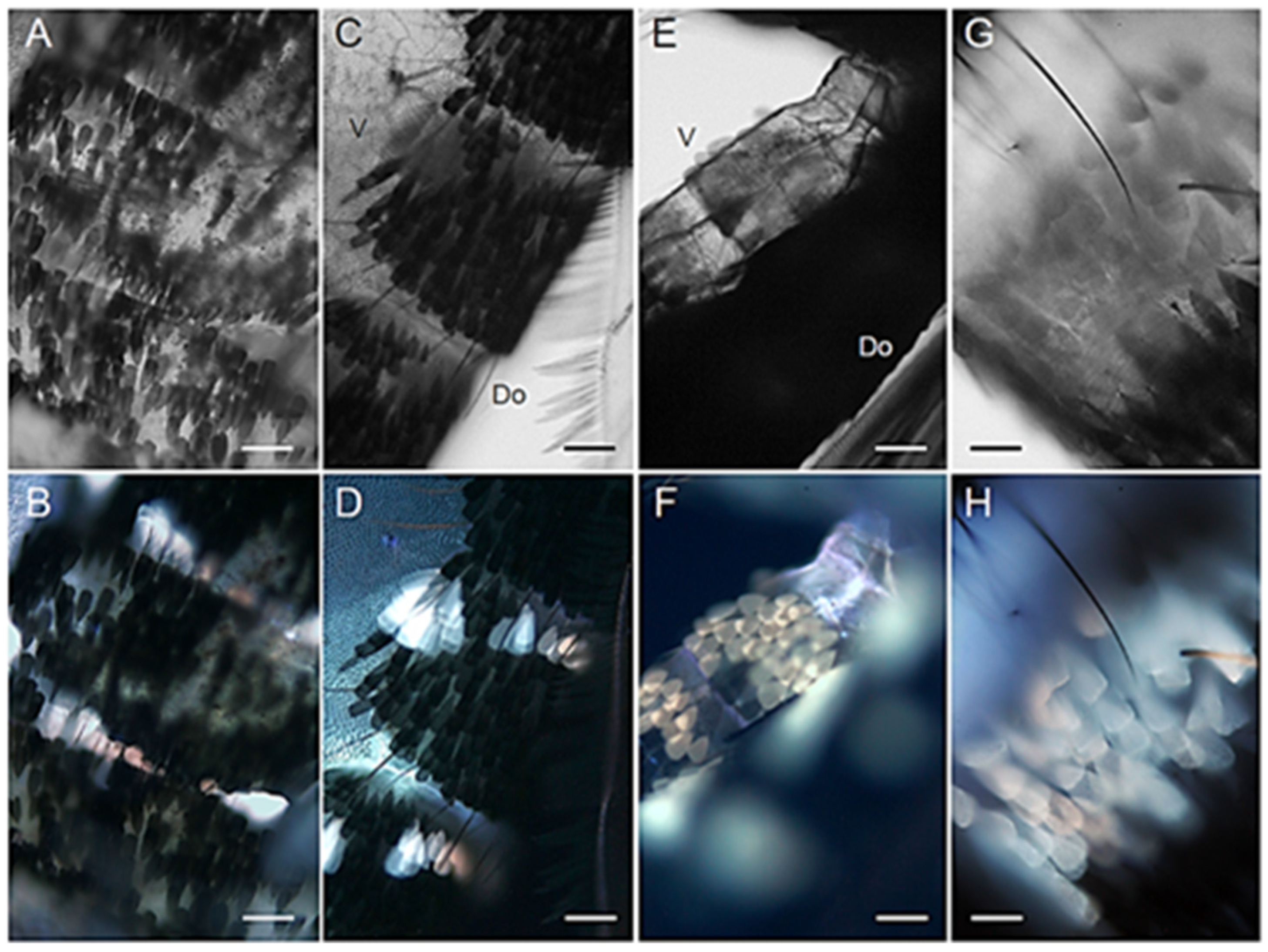 Molecules 27 00713 g006 Molecules 27 00713 g006